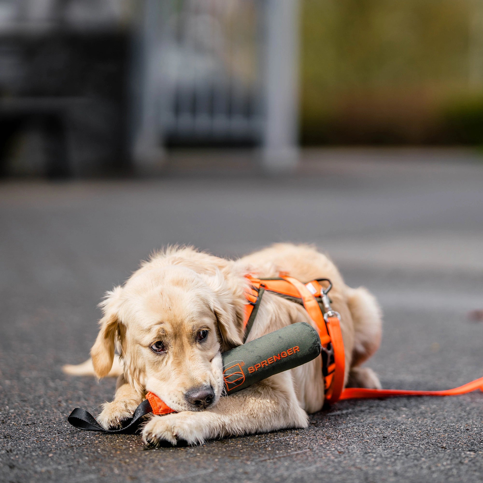 Dog Toy Dummy