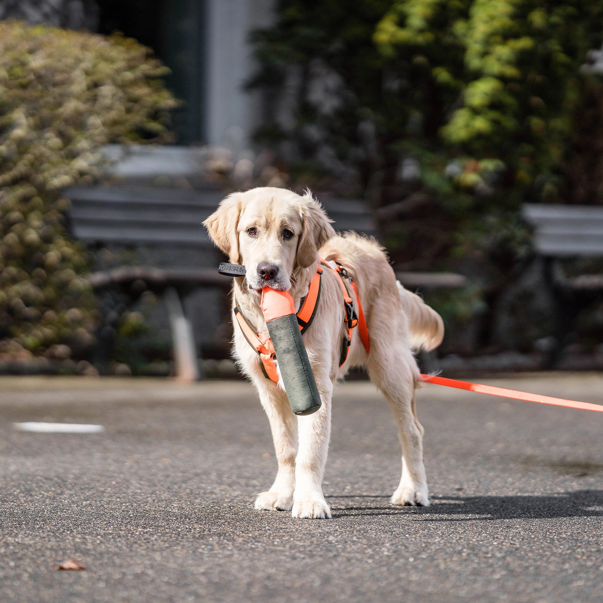 Dog Toy Dummy