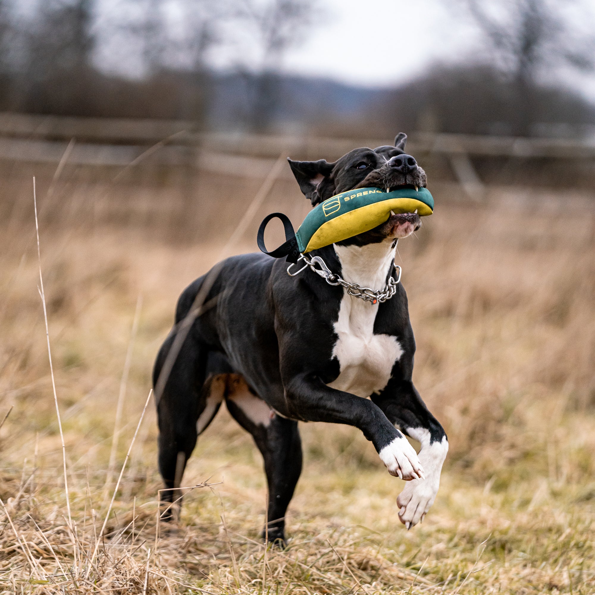 Hund mit Hundespielzeug Soft Brinsel auf der Wiese