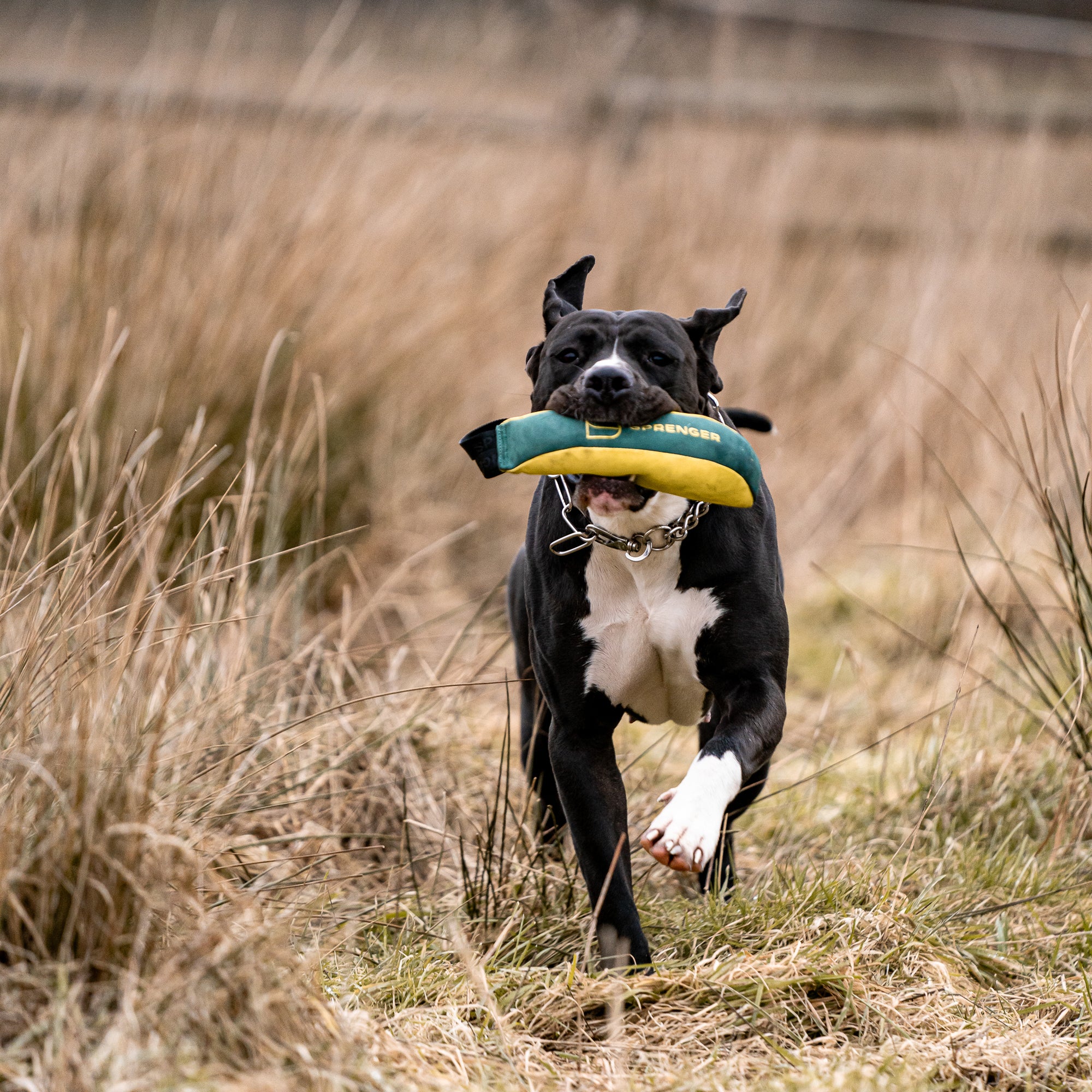 Hund mit Hundespielzeug Soft Bringsel auf der Wiese