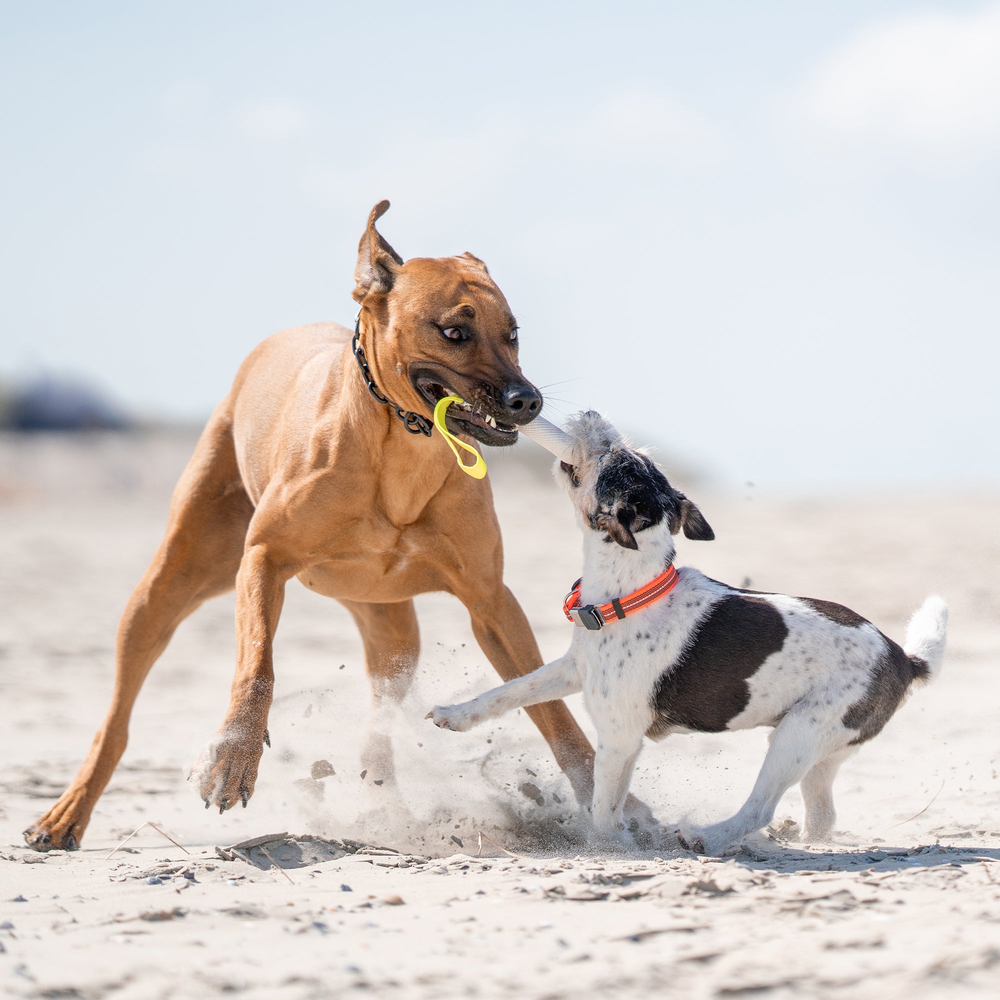 Hunde am Strand mit Feuerwehrschlauch Bringsel spielend
