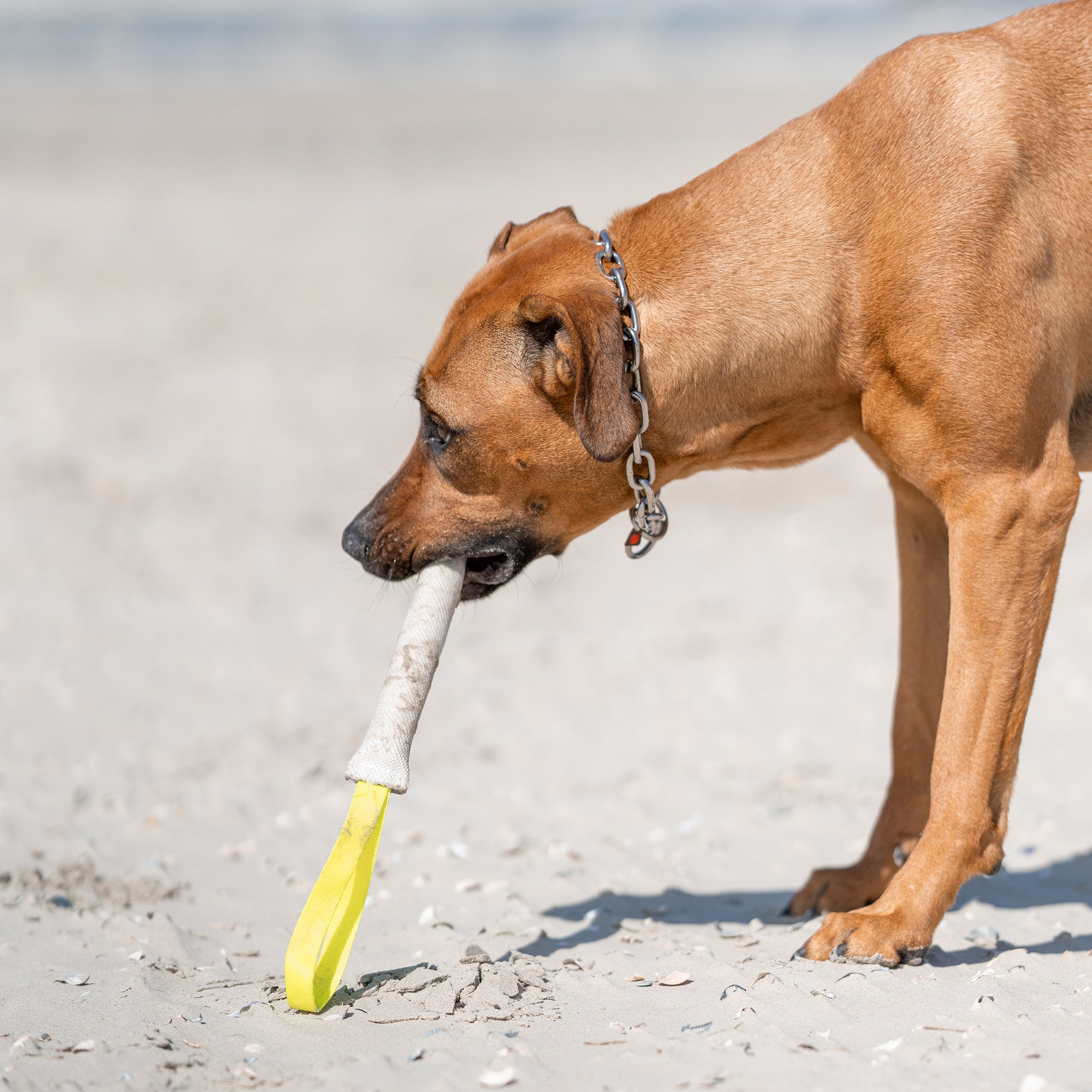 Hund mit Feuerwehrschlauch Bringsel am Strand