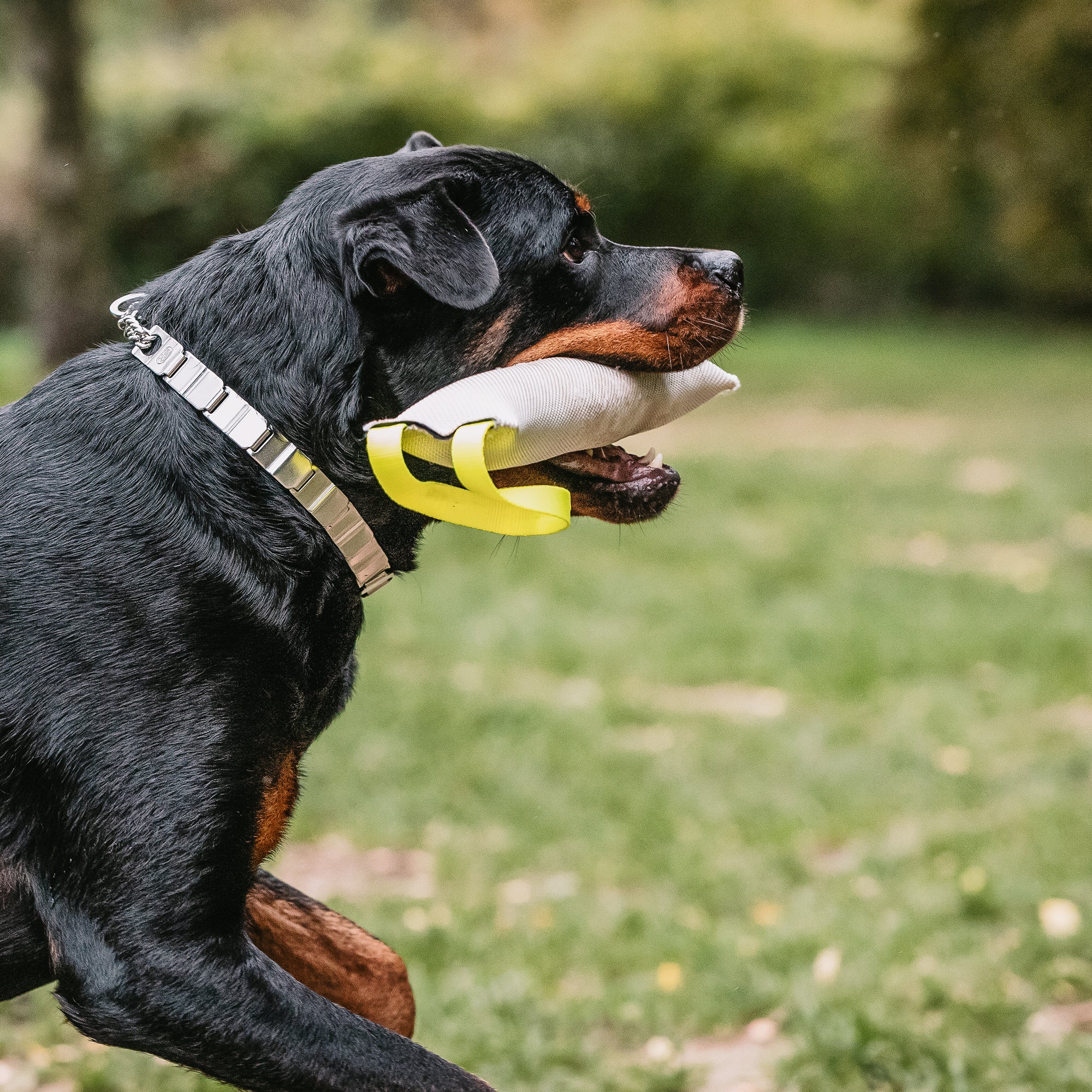 Hund mit NeckTech Halsband und Feuerwehrschlauch Bringsel