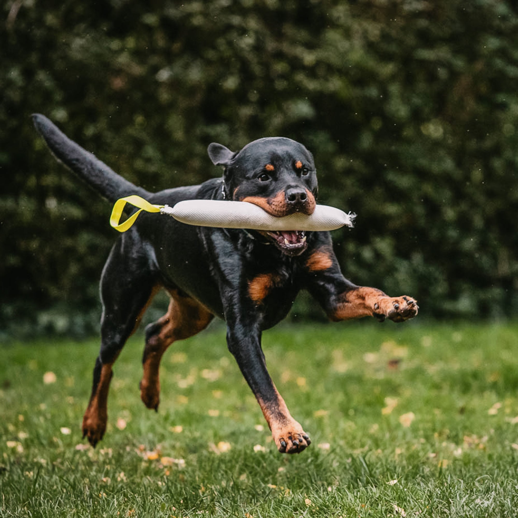 Hund mit Feuerwehrschlauch Bringsel auf der Wiese tobend