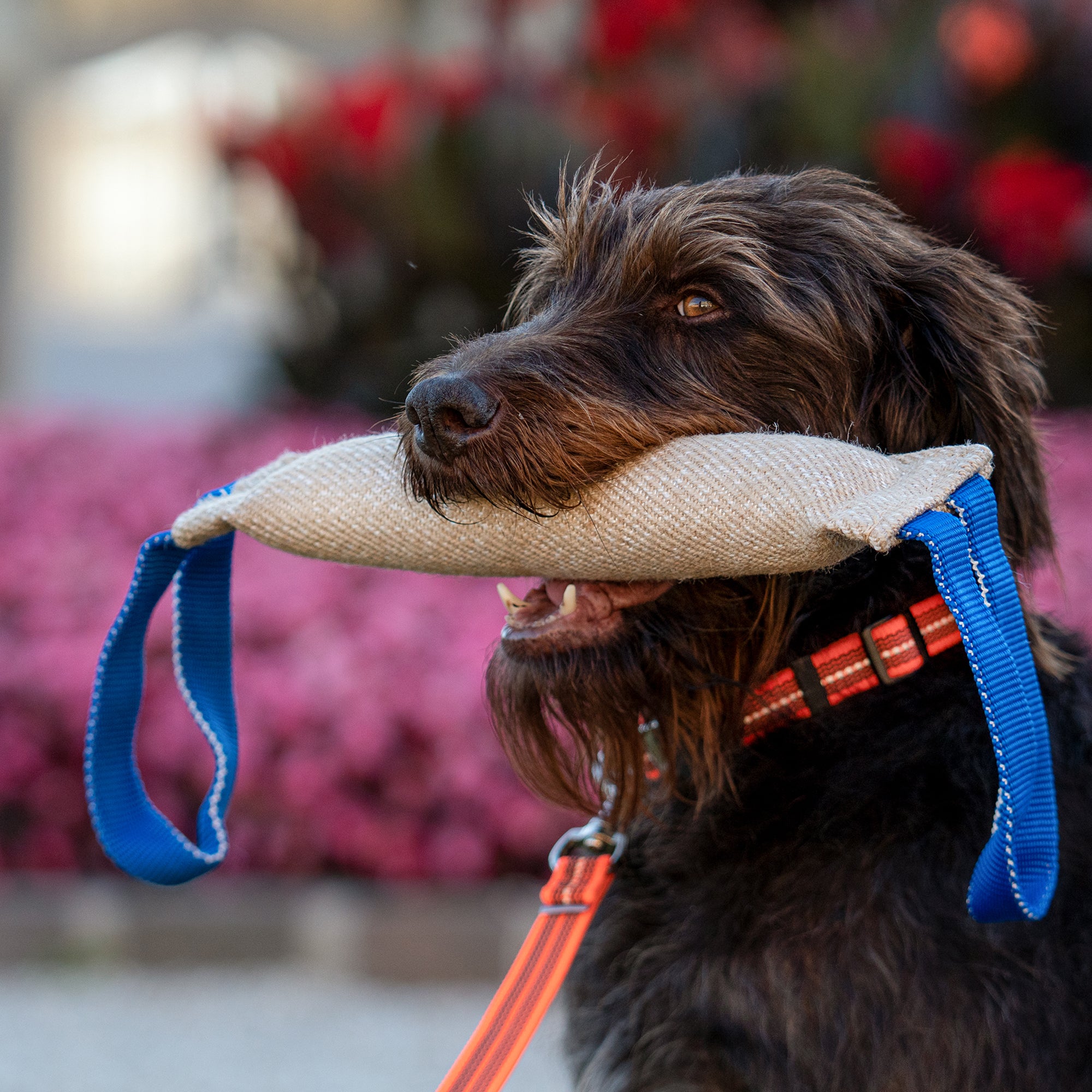Hund mit Jute Bringsel und orangenen Halsband