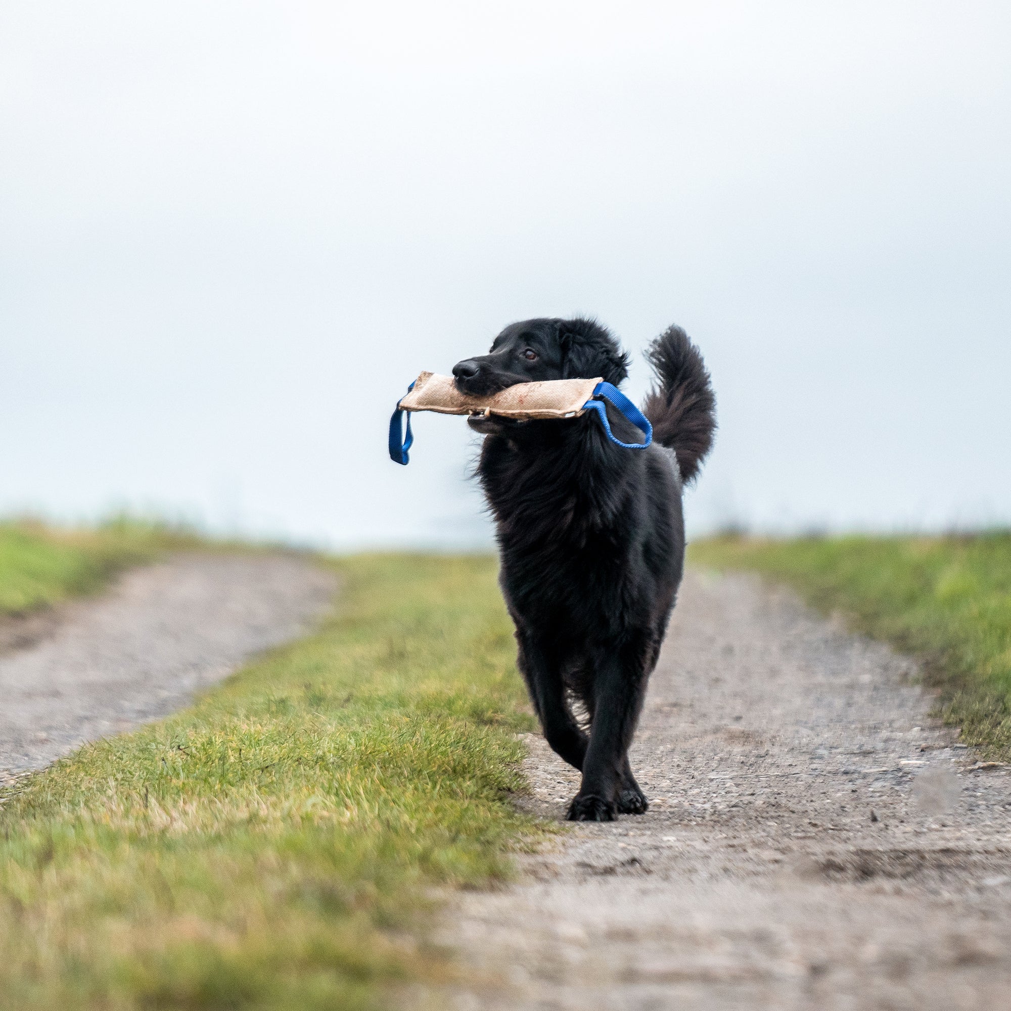 schwarzer Hund mit Jute Bringsel auf einem Feldweg