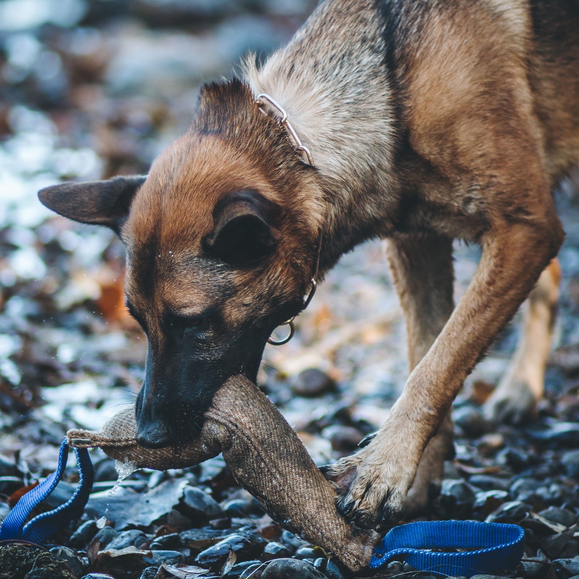 Hund mit nassen Jute Bringsel