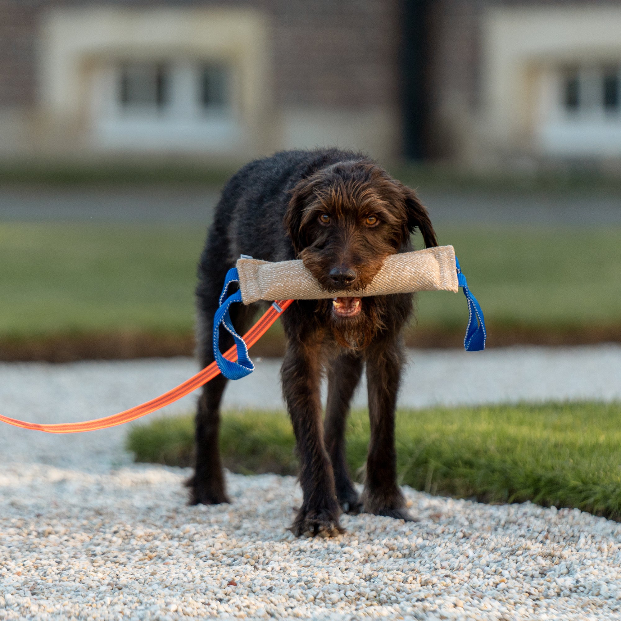 Hund mit Jute Bringsel
