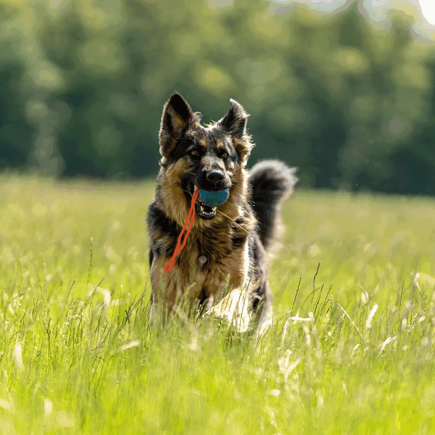 Hund mit Spielball am Seil auf der Wiese