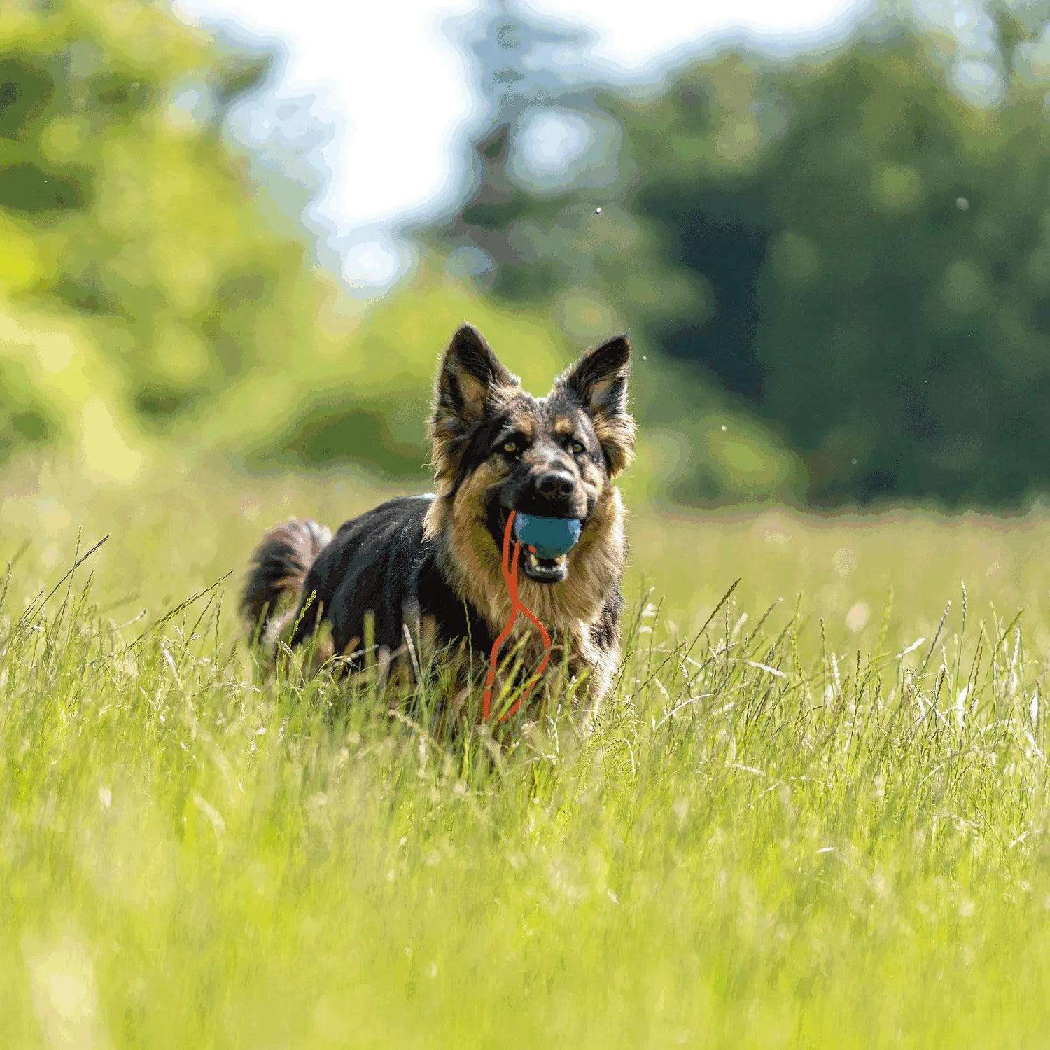 Hund mit Spielball am Seil in der Wiese