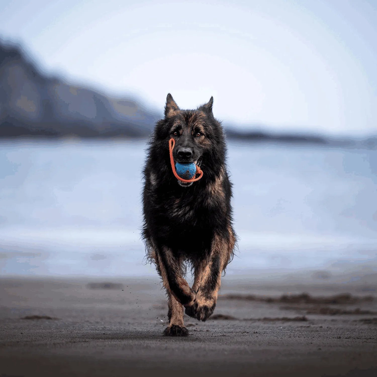 Hund mit Spielball am Seil am Strand