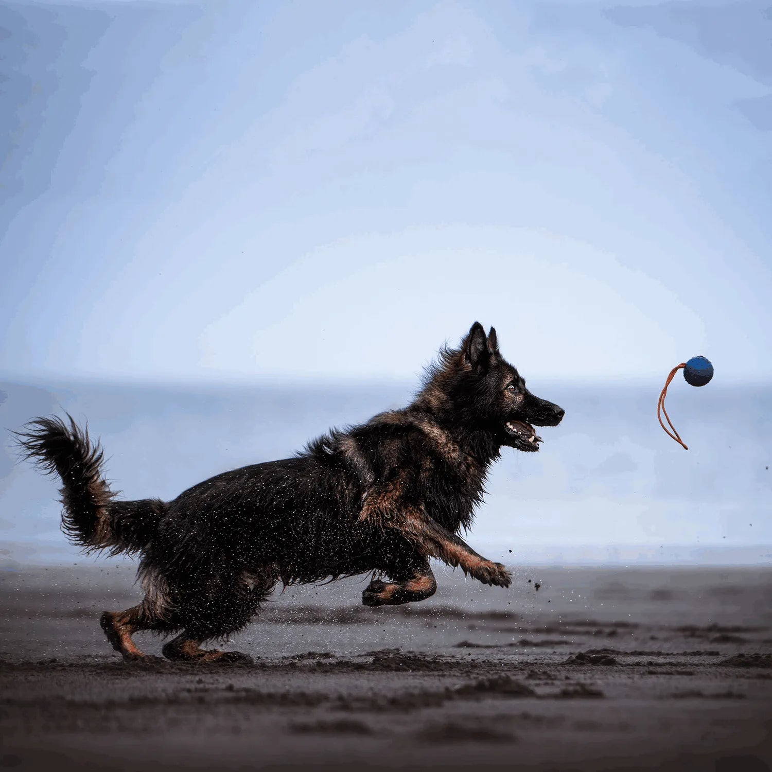 Hund jagt am Stran, Spielball am Seil nach