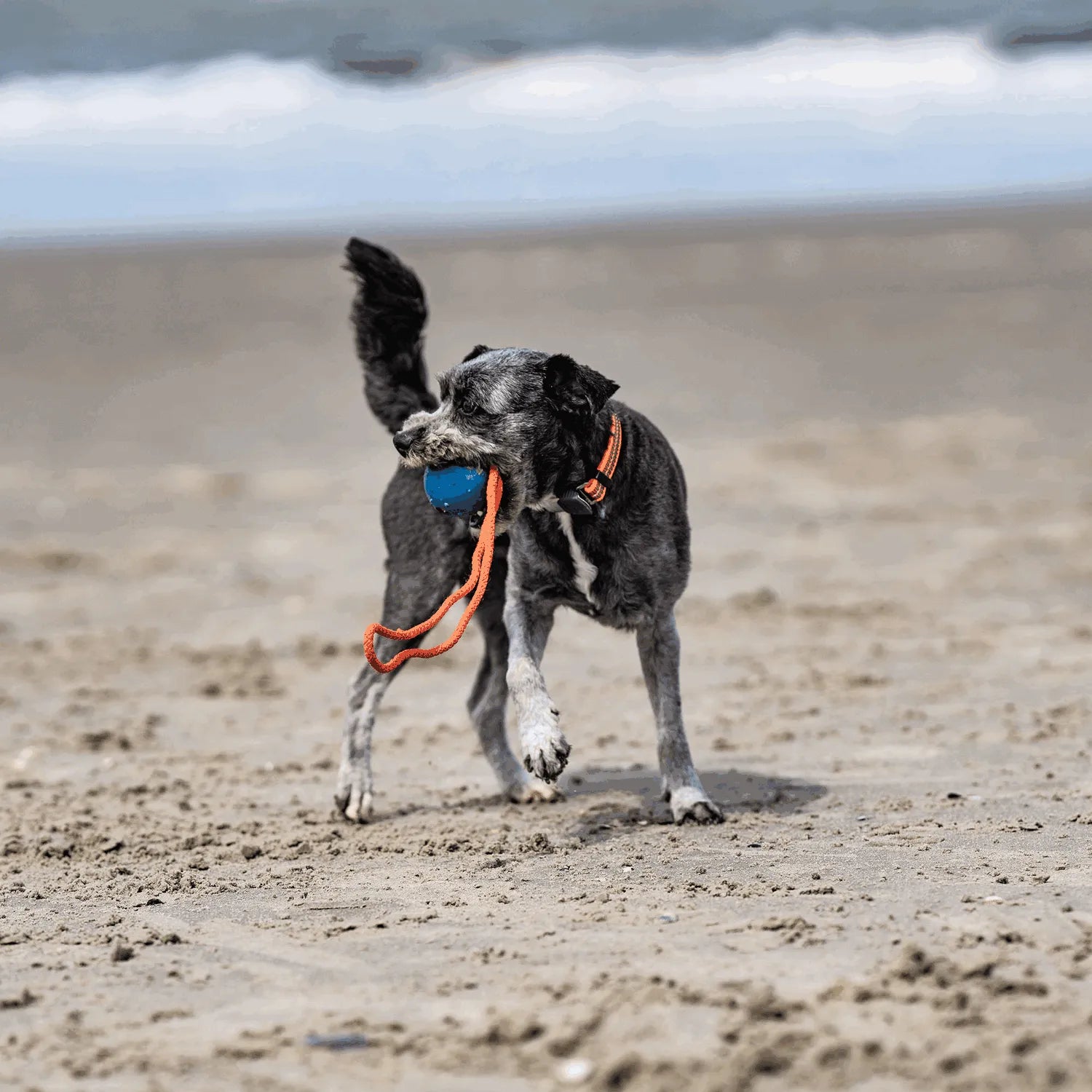 Hund mit verstellbaren orangenen Halsband und Spielball am Seil am Strand
