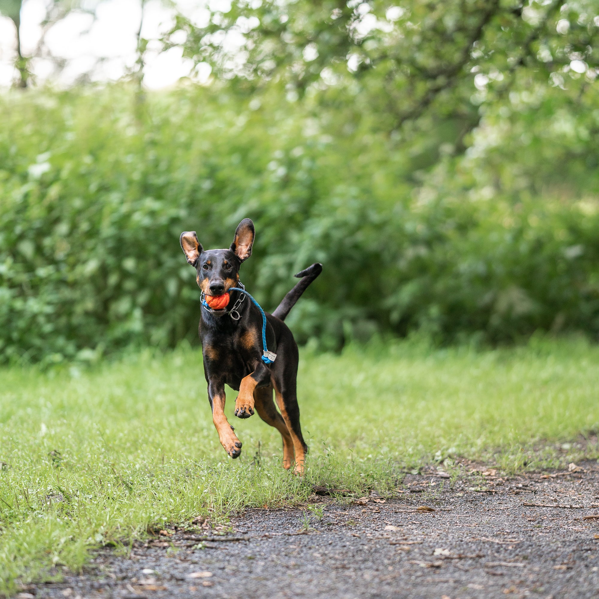 Hund mit Spielball am Seil durch den Park rennend
