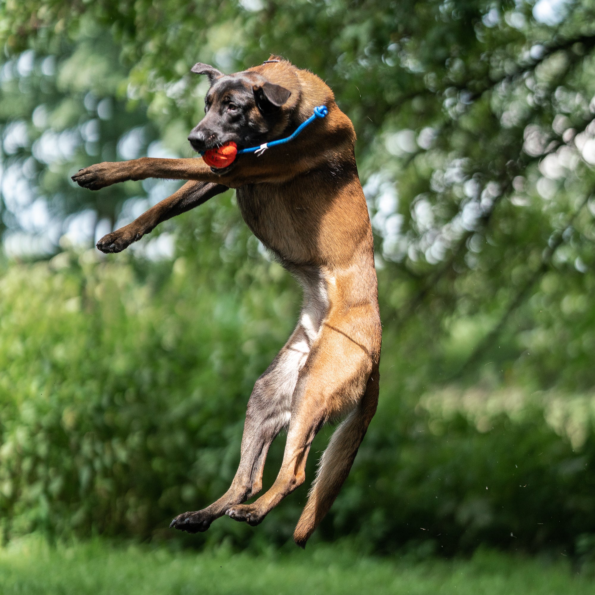 Hund mit Spielball am Seil im Sprung