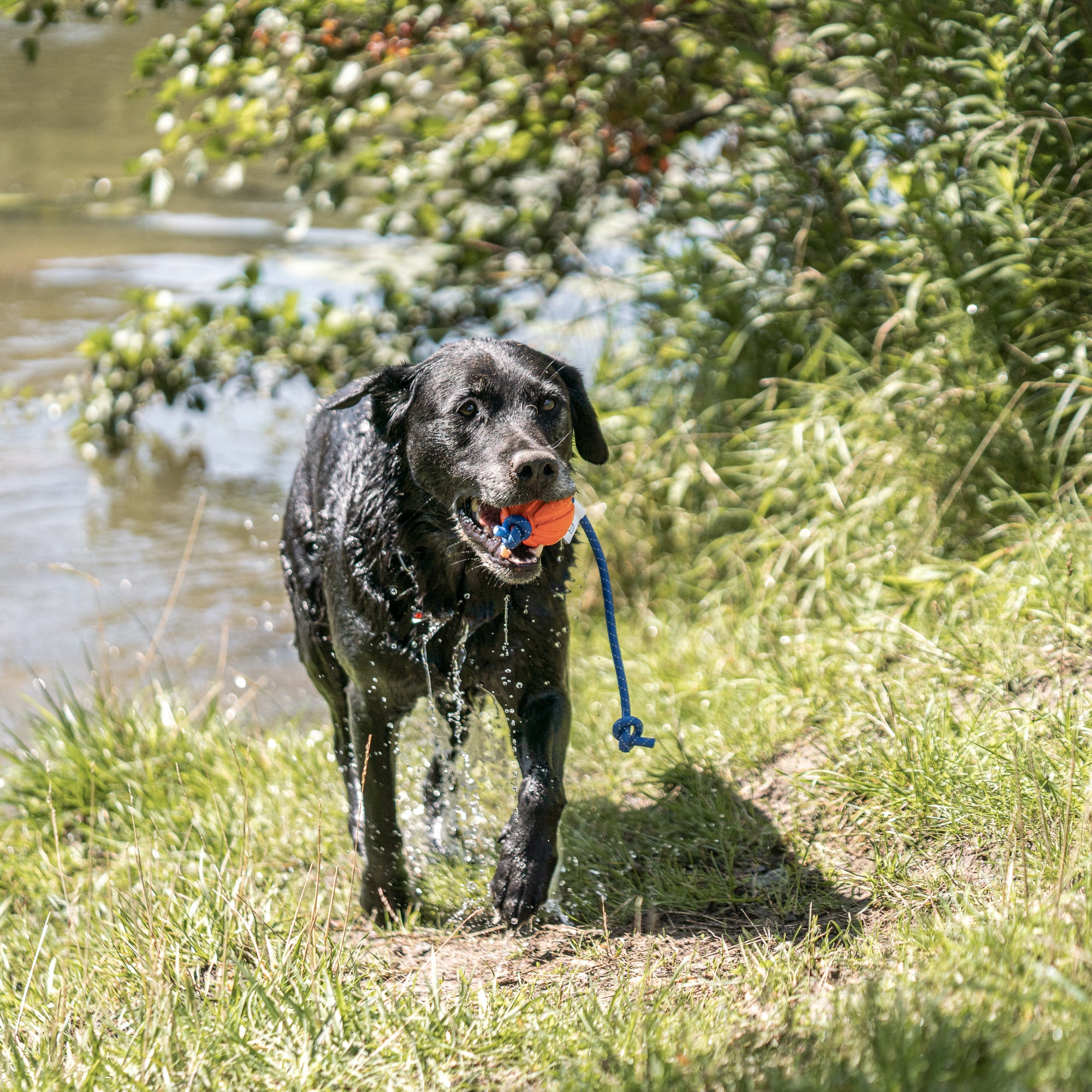Nasser schwarzer Hund mit gummiball bunt am See