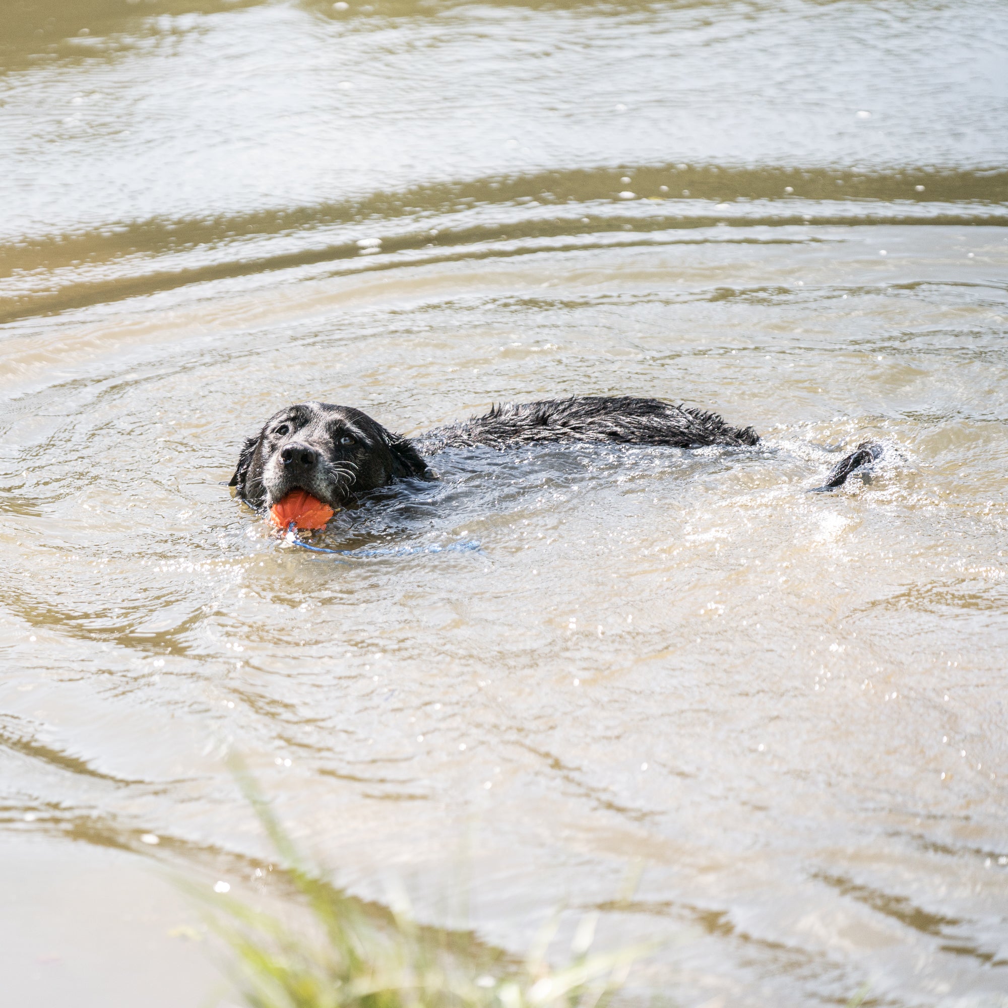 Hund mit Spielball am Seil im Wasser schwimmend