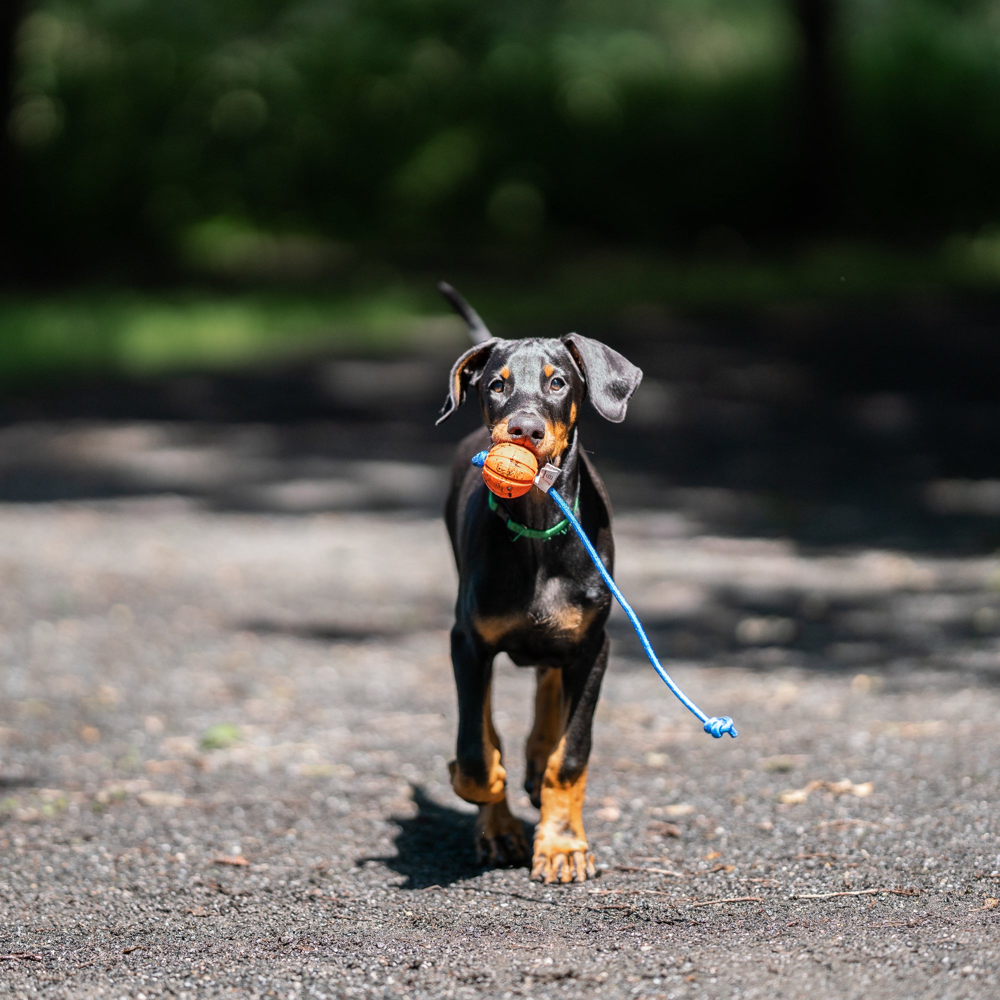 Hund mit Spielball am Seil im Maul