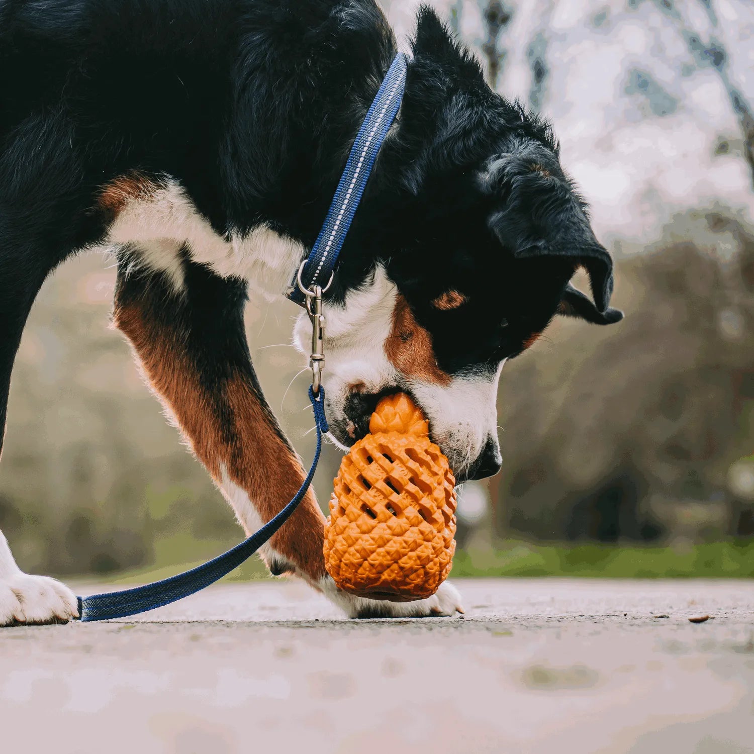 Hund mit blauen Halsband und Leine spielt mit Ananas Hundespielzeug