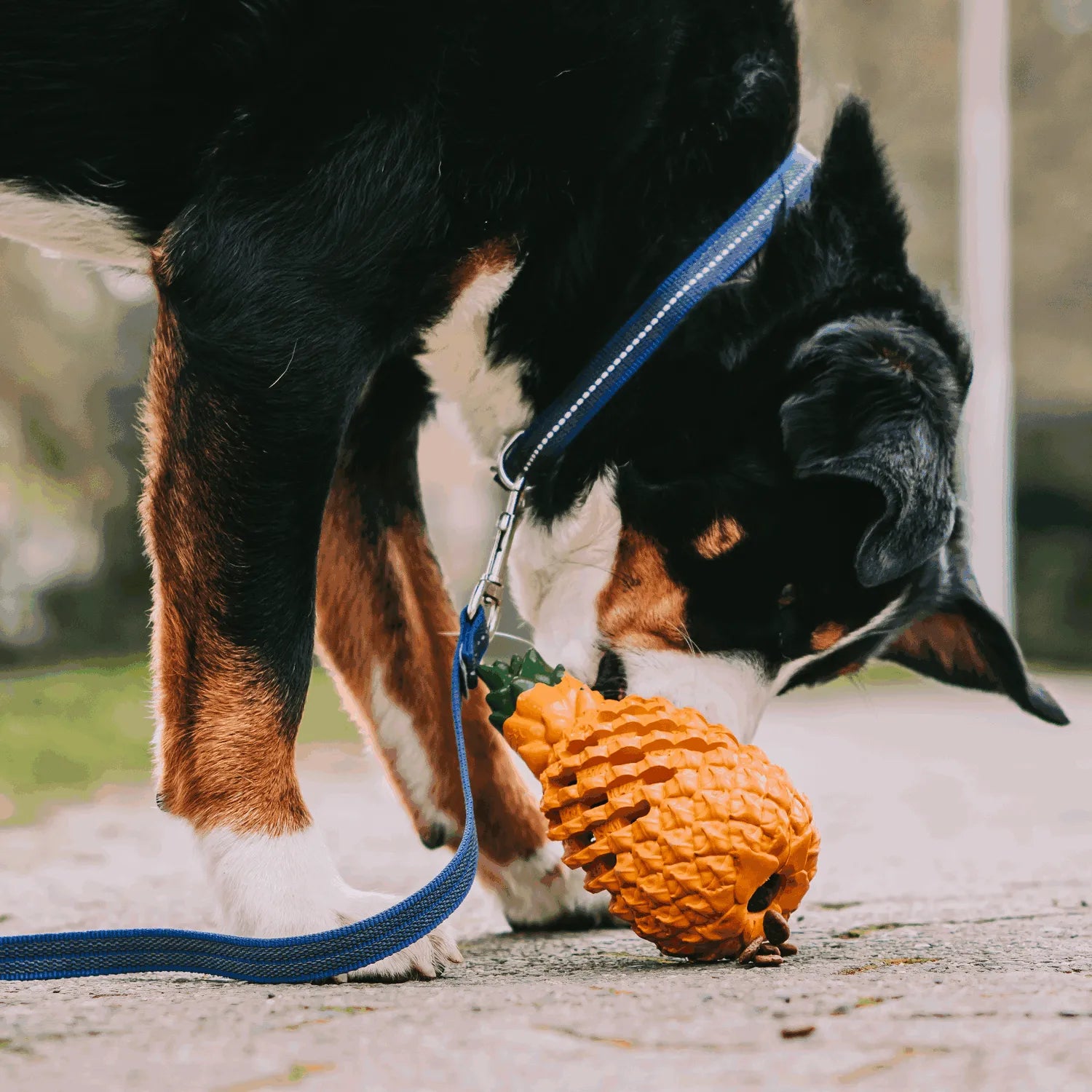 Hund mit blauer Leine spielt mit Ananas Hundespielzeug
