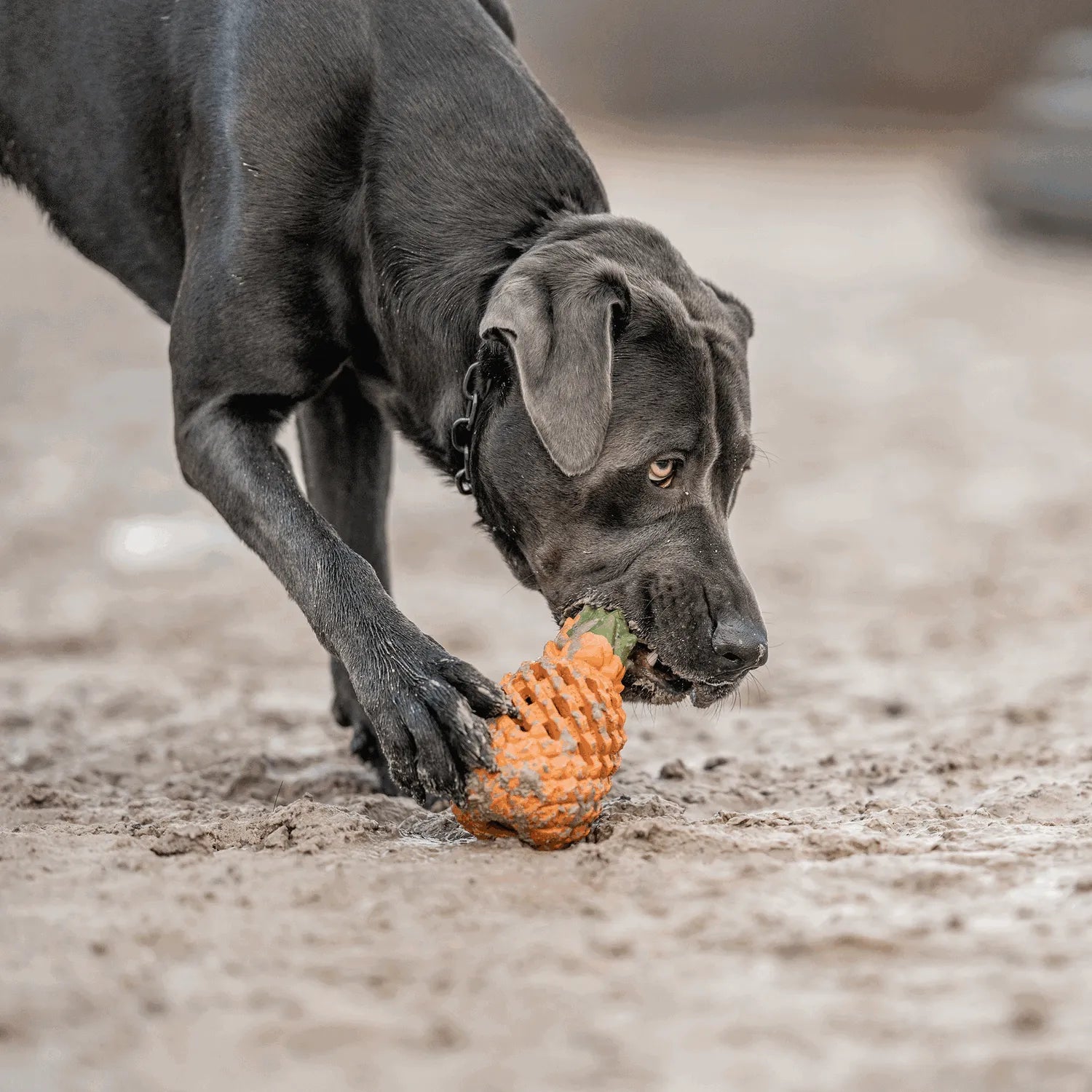 schwarzer Hund spielt mit Ananas Hundespielezug am Strand