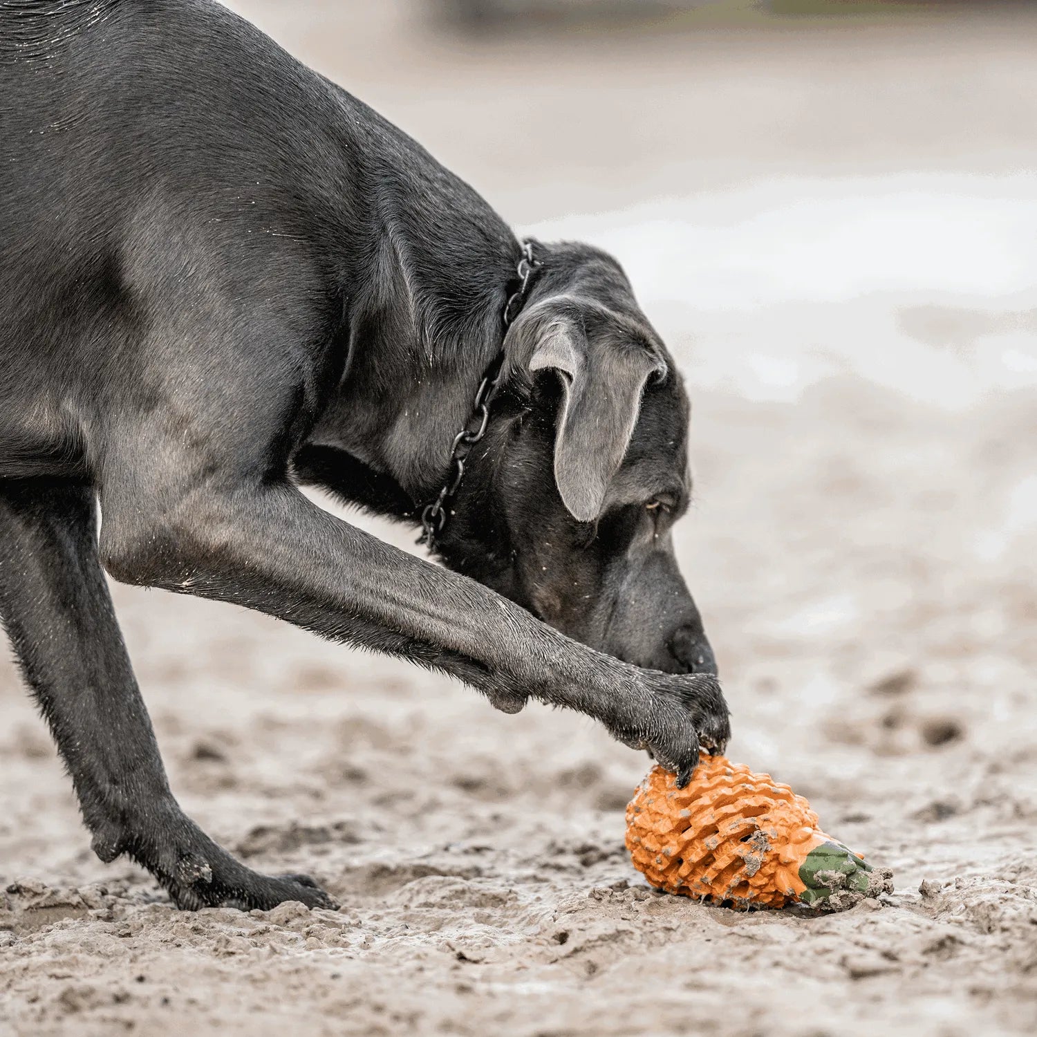 schwarzer Hund spielt mit Ananas Hundespielzeug am Strand