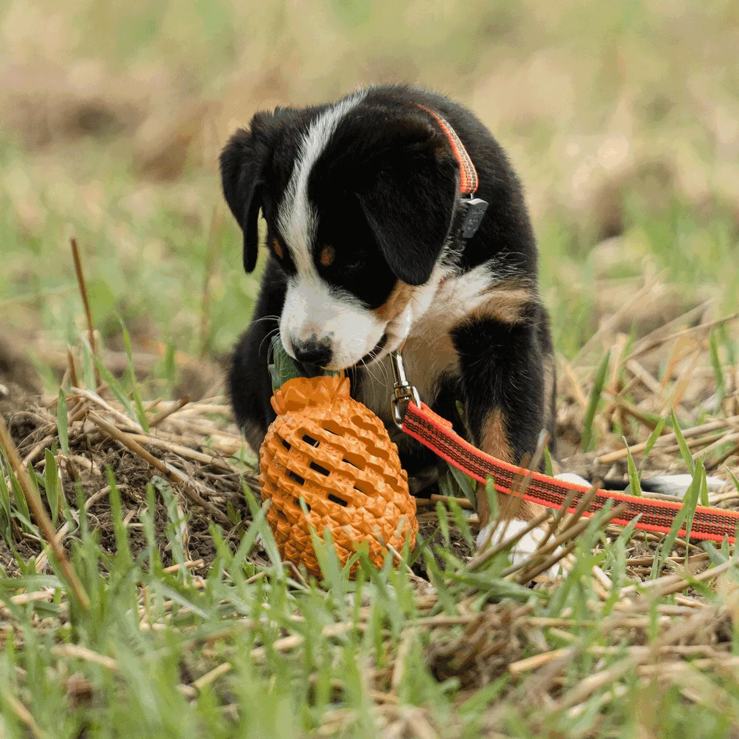 Welpe mit orangenen Halsabnd und Leine spielt mit Ananas Hundespielzeug auf der Wiese