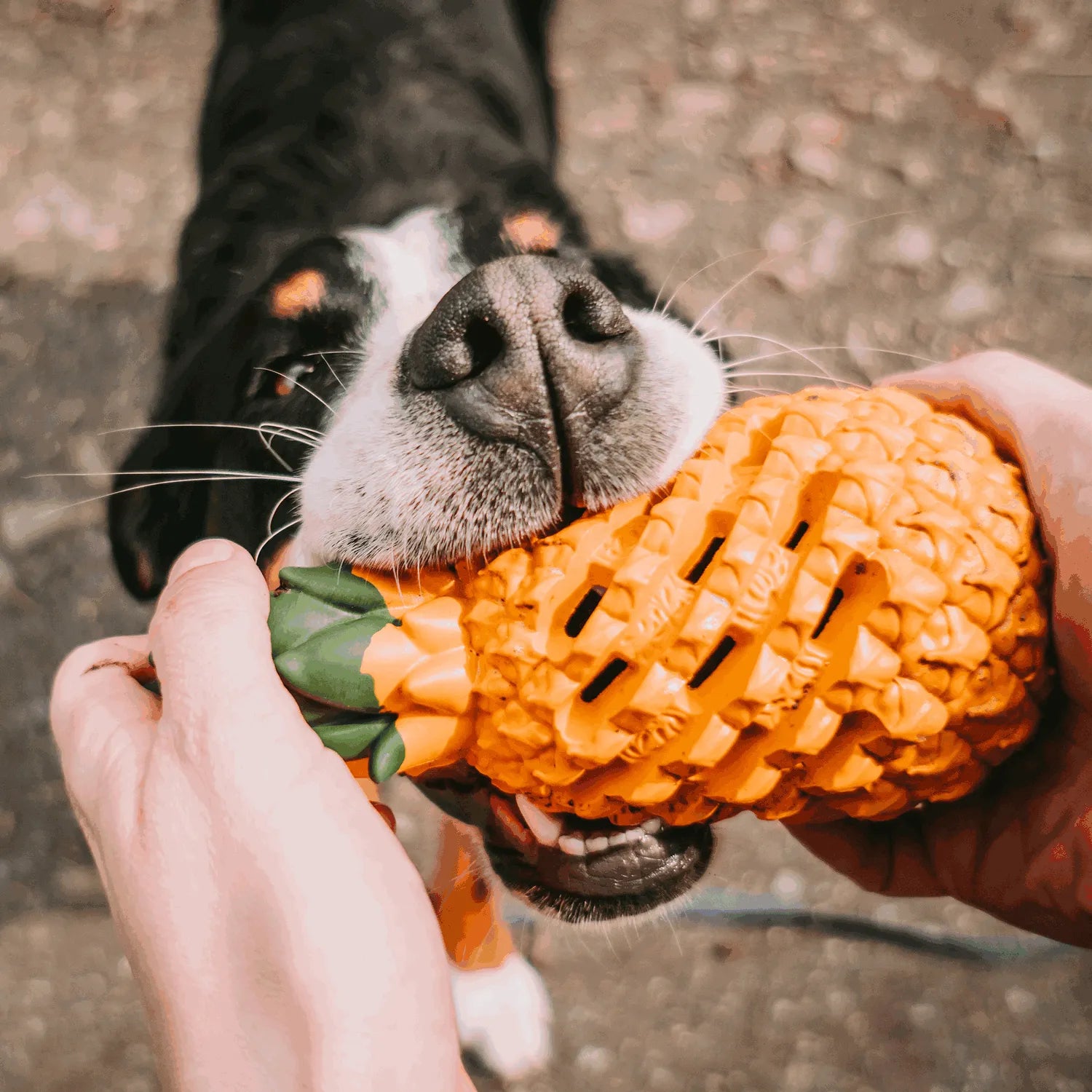 Hundespielzeug Ananas wir Hund ins Mauls gehalten