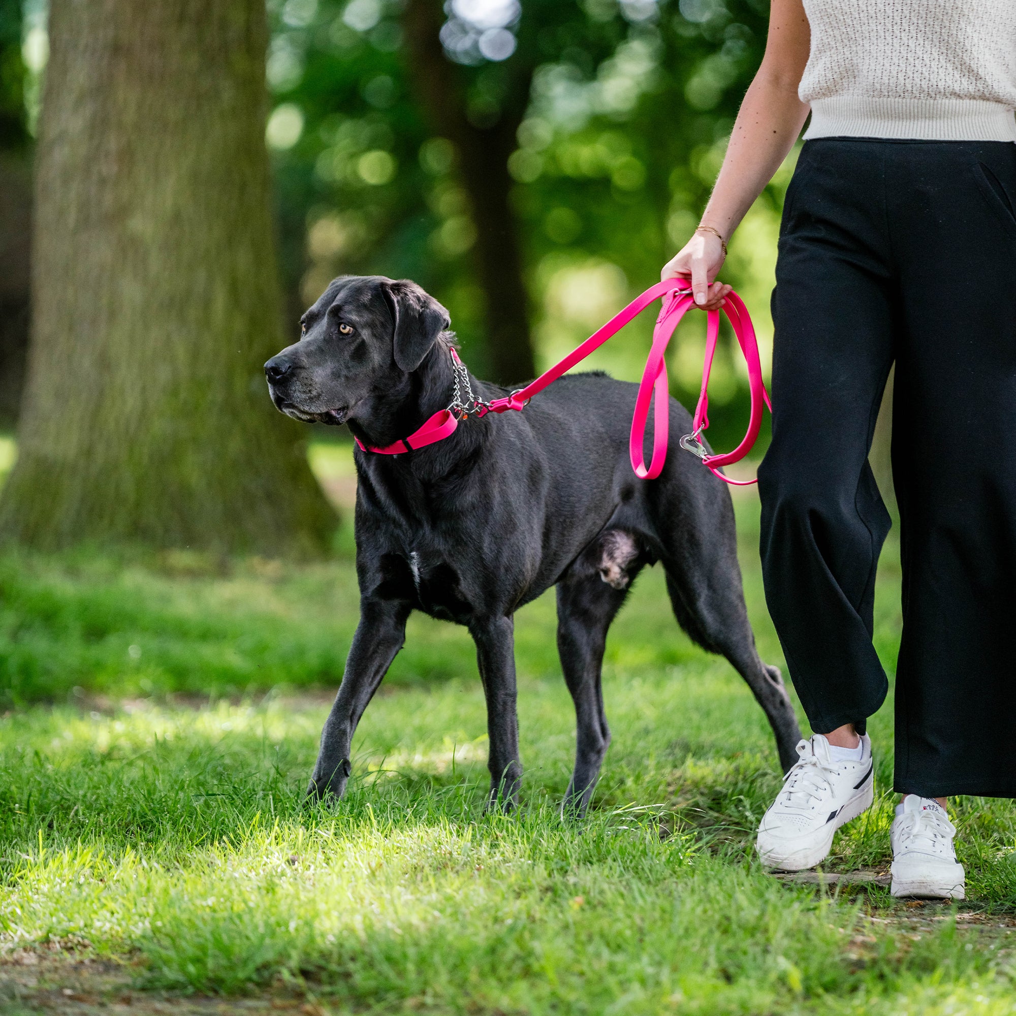 schwarzer Hund mit pinken Biothane Halsband und pinker Biothane Hundeleine im Wald
