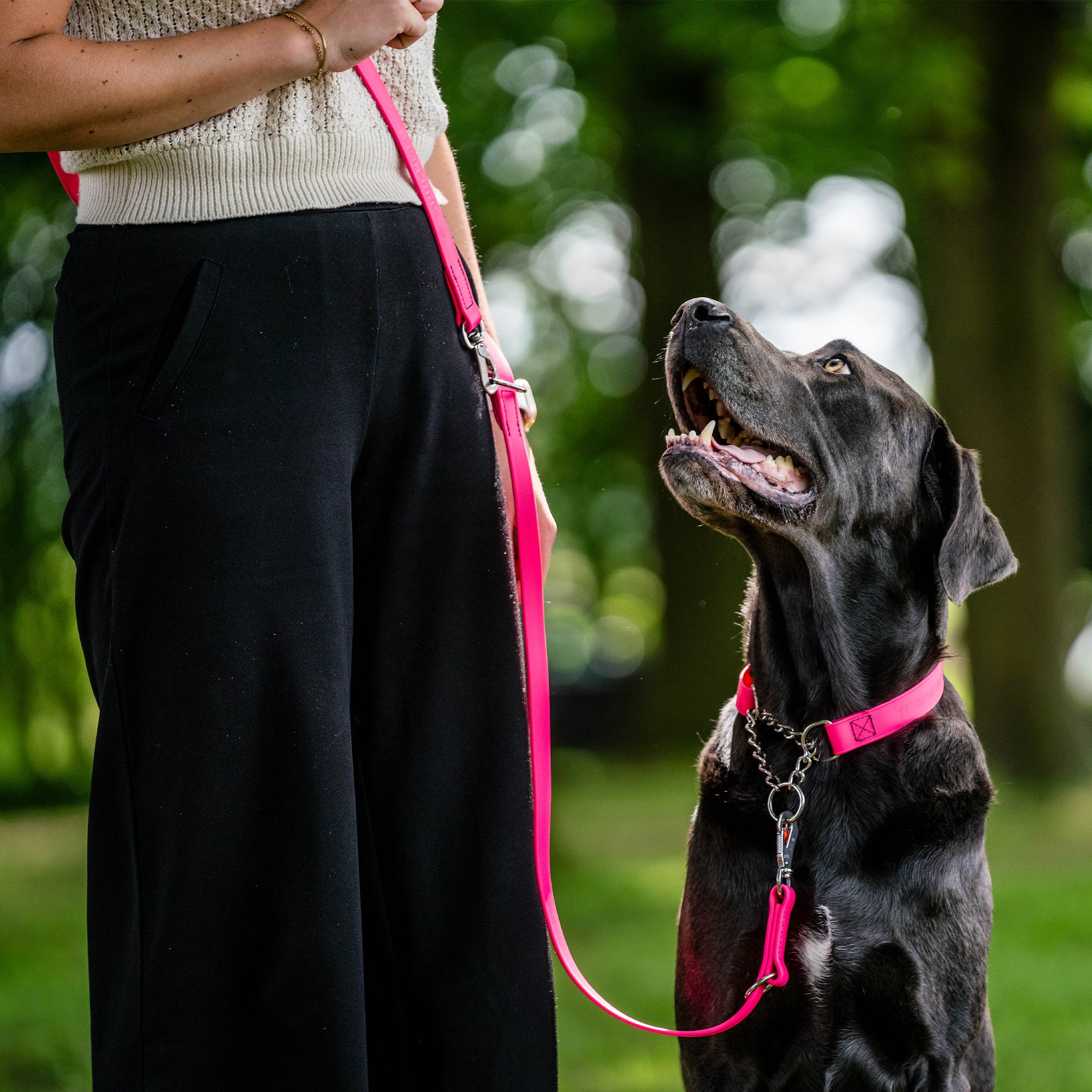 schwarzer Hund mit pinken Biothane Halsband und pinker Biothane Hundeleine