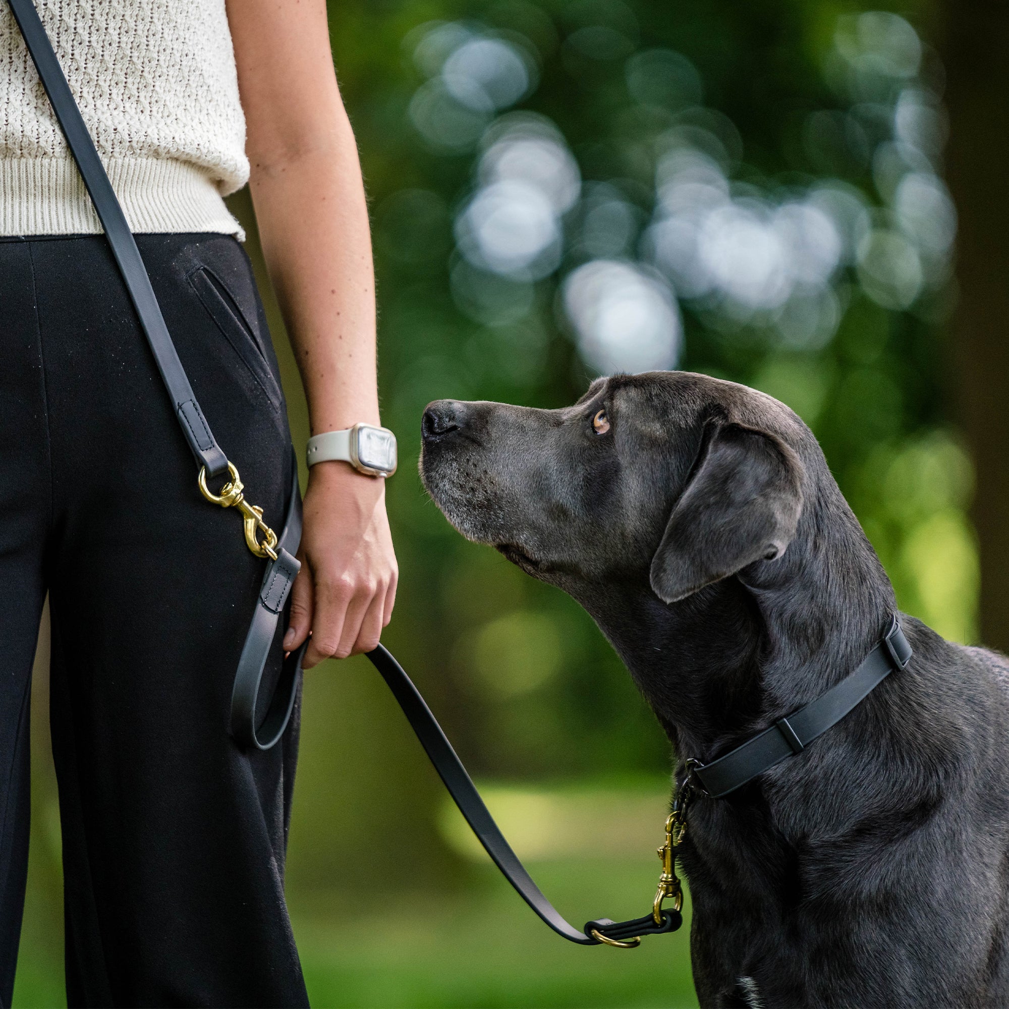 schwarzer Hund mit schwarzen Biothane Halsband und schwarzen Biothane Hundeleine