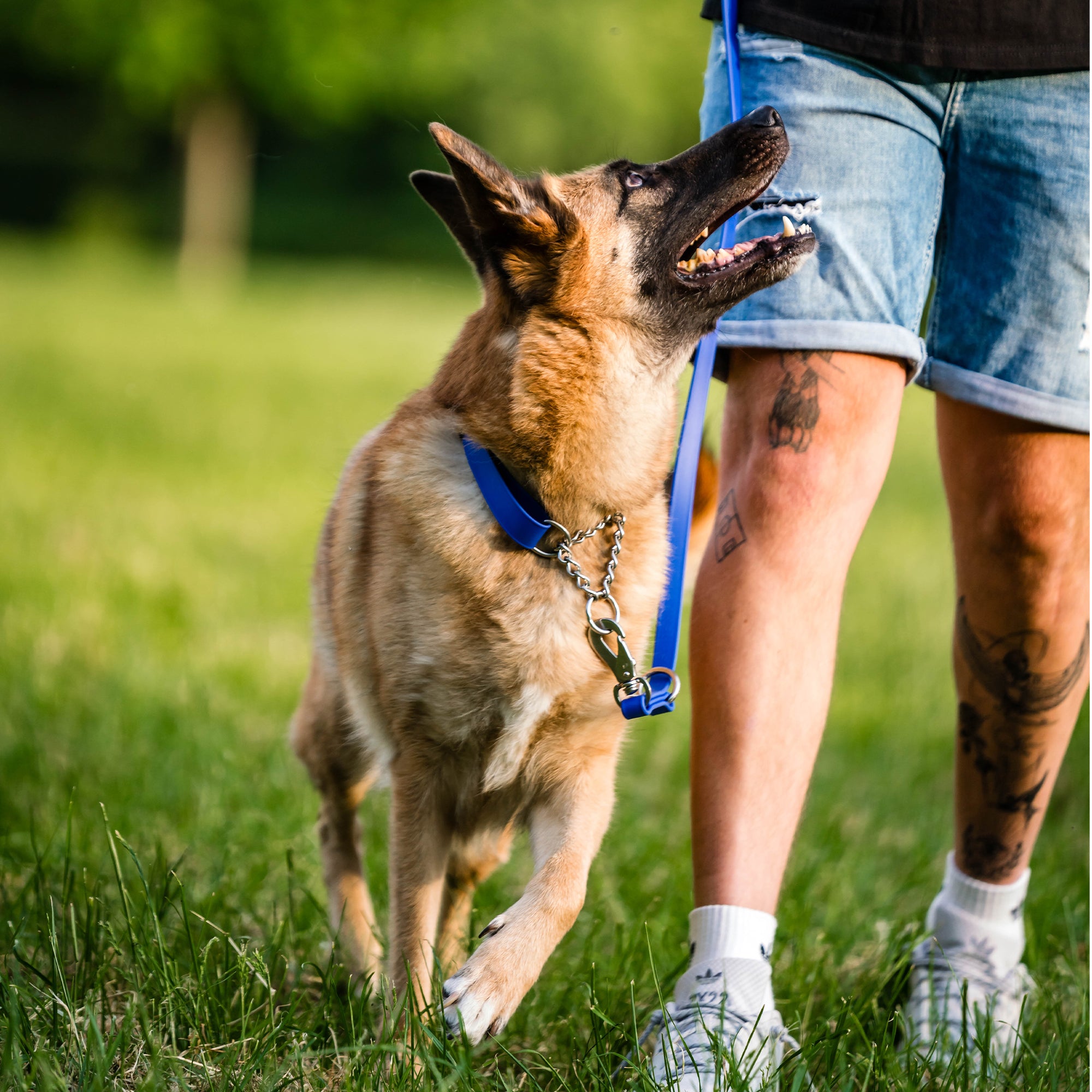 Hund mit blauen Biothane Halsband und blauer Biothane Hundeleine auf der Wiese