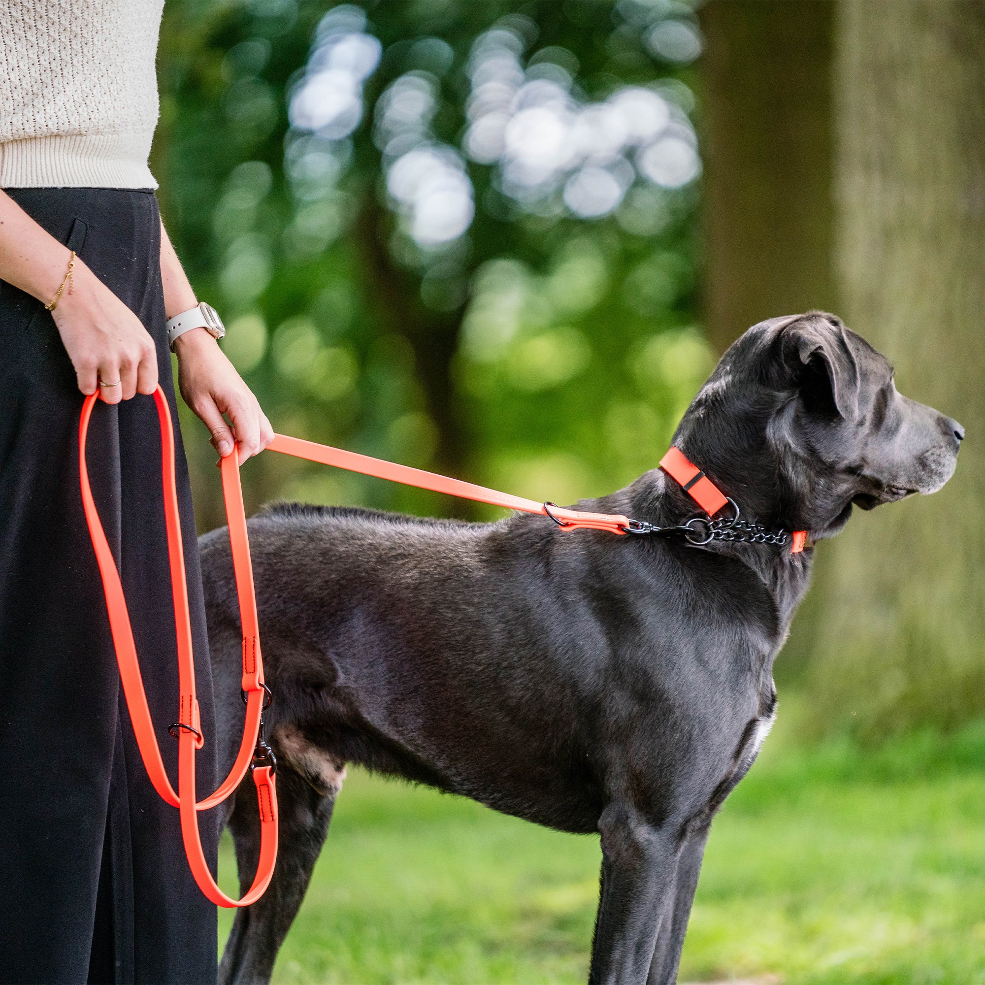 schwarzer Hund mit orangenen Biothane Halsband und orangener Biothane Hundeleine
