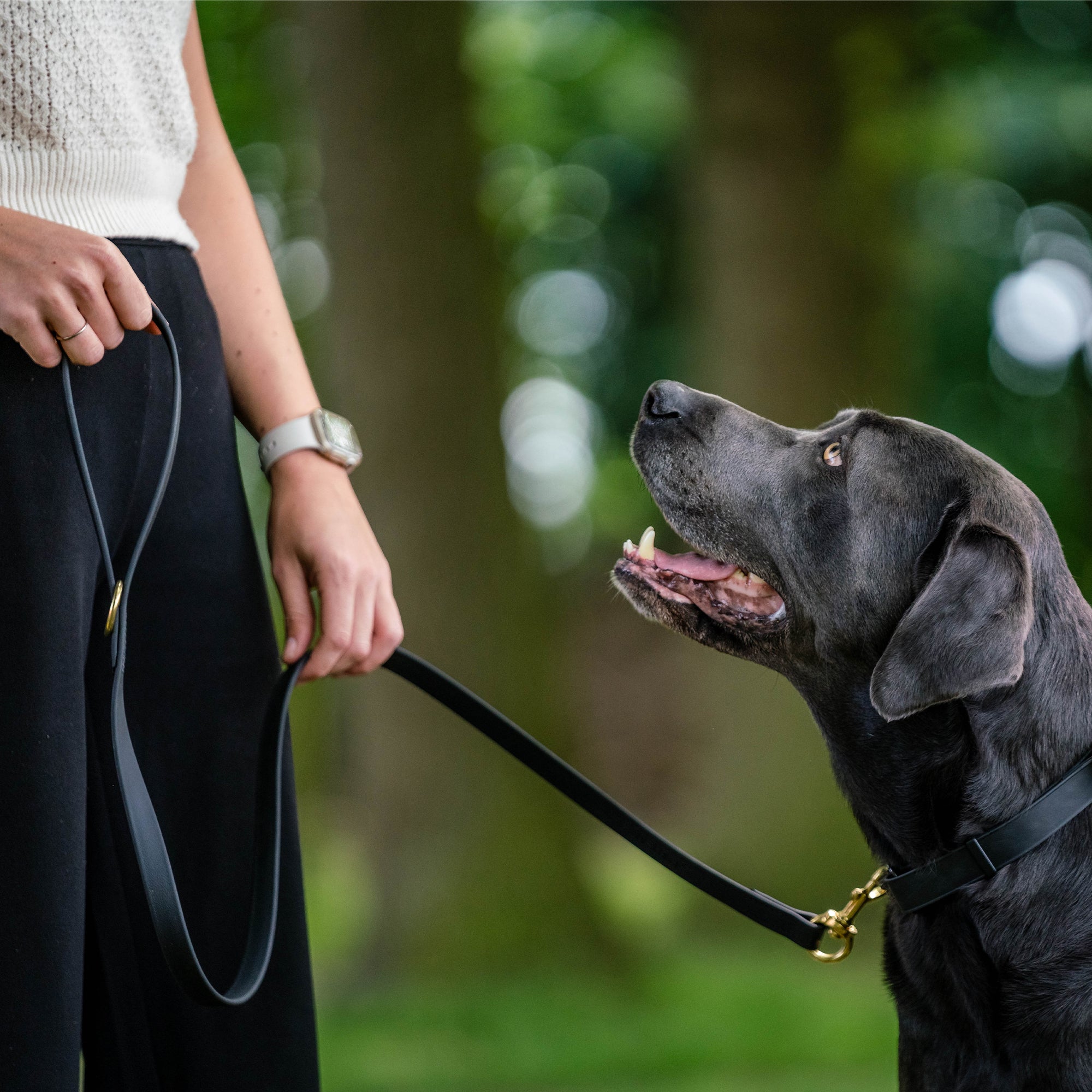 schwarzer Hund mit schwarzen Biothane Halsband und schwarzer Biothane Hundeleine
