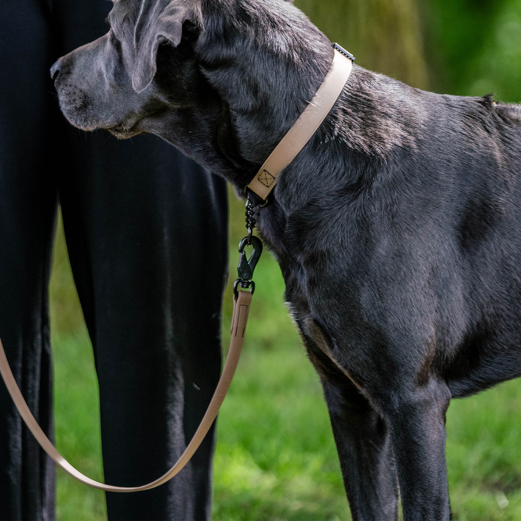schwarzer Hund mit braunen Biothane Halsband und brauner Biothane Hundeleine