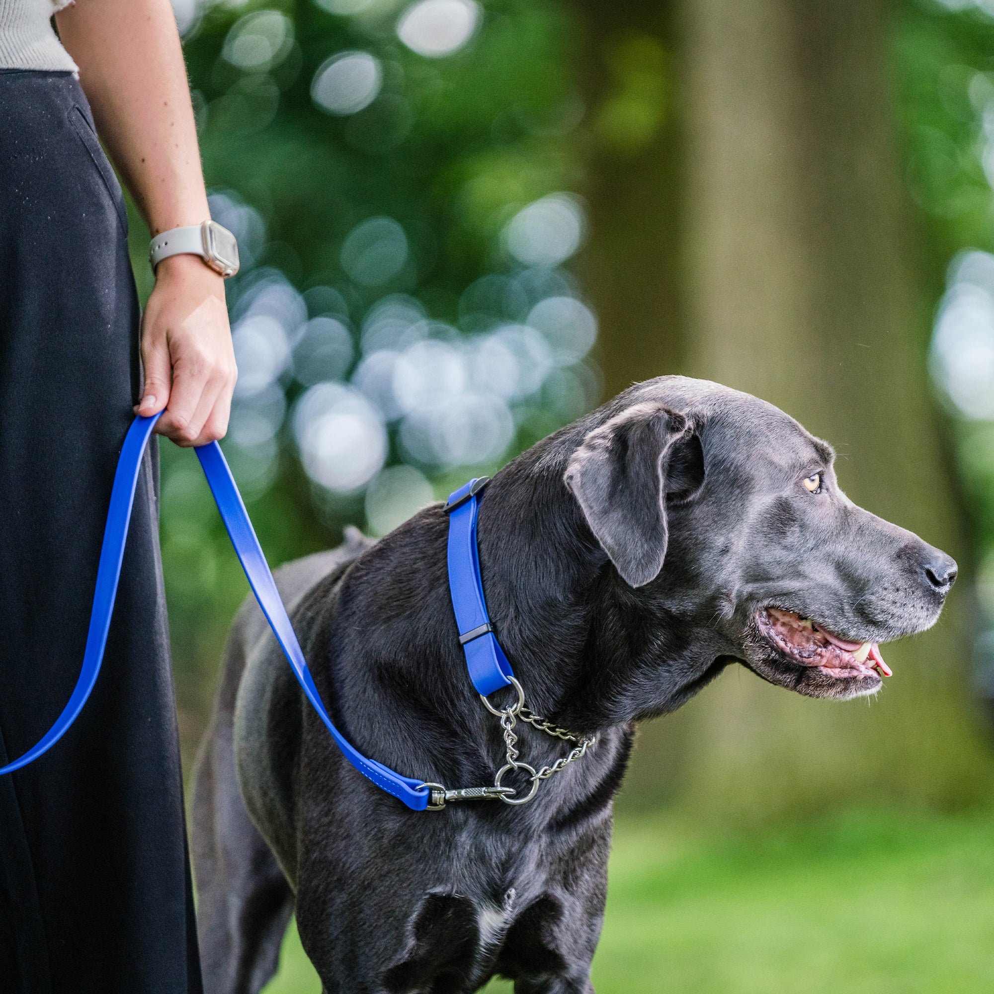 schwarzer Hund mit blauen Biothane Halsband und blauen Biothane Hundeleine