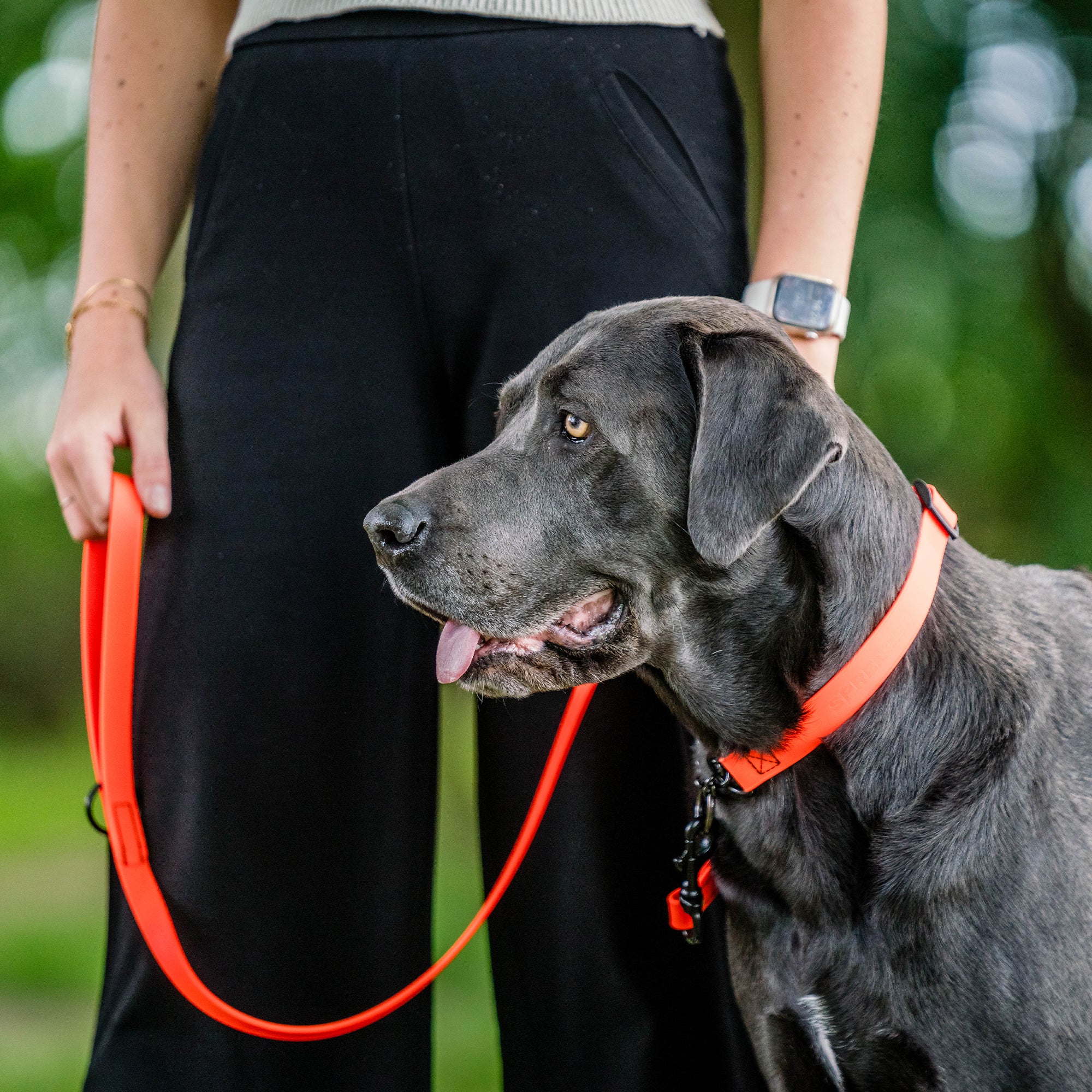 schwarzer Hund mit orangenen Biothane Halsband und orangener Biothane Hundeleine