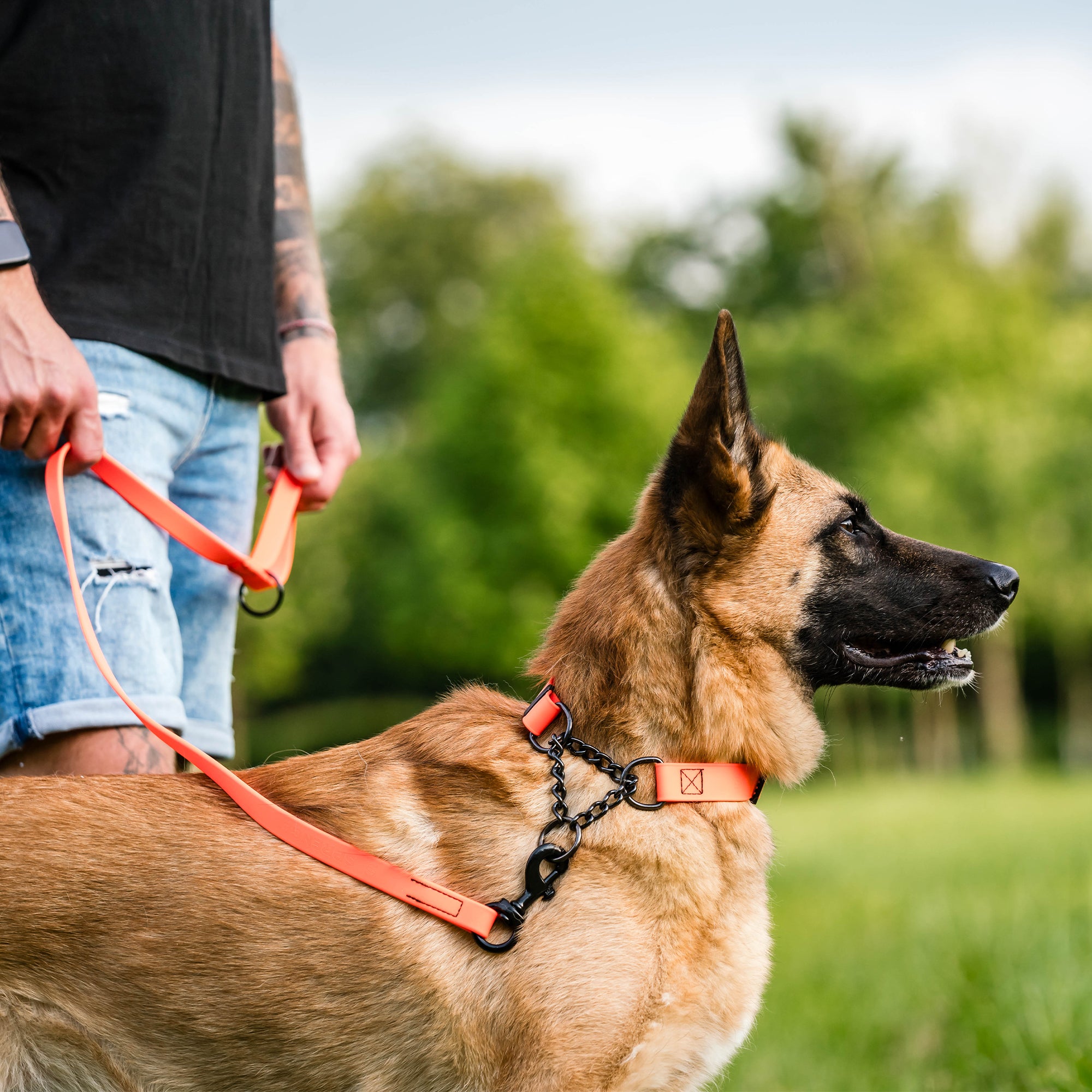 Hund mit orangenen Biothane Halsband und orangener Biothane Hundeleine