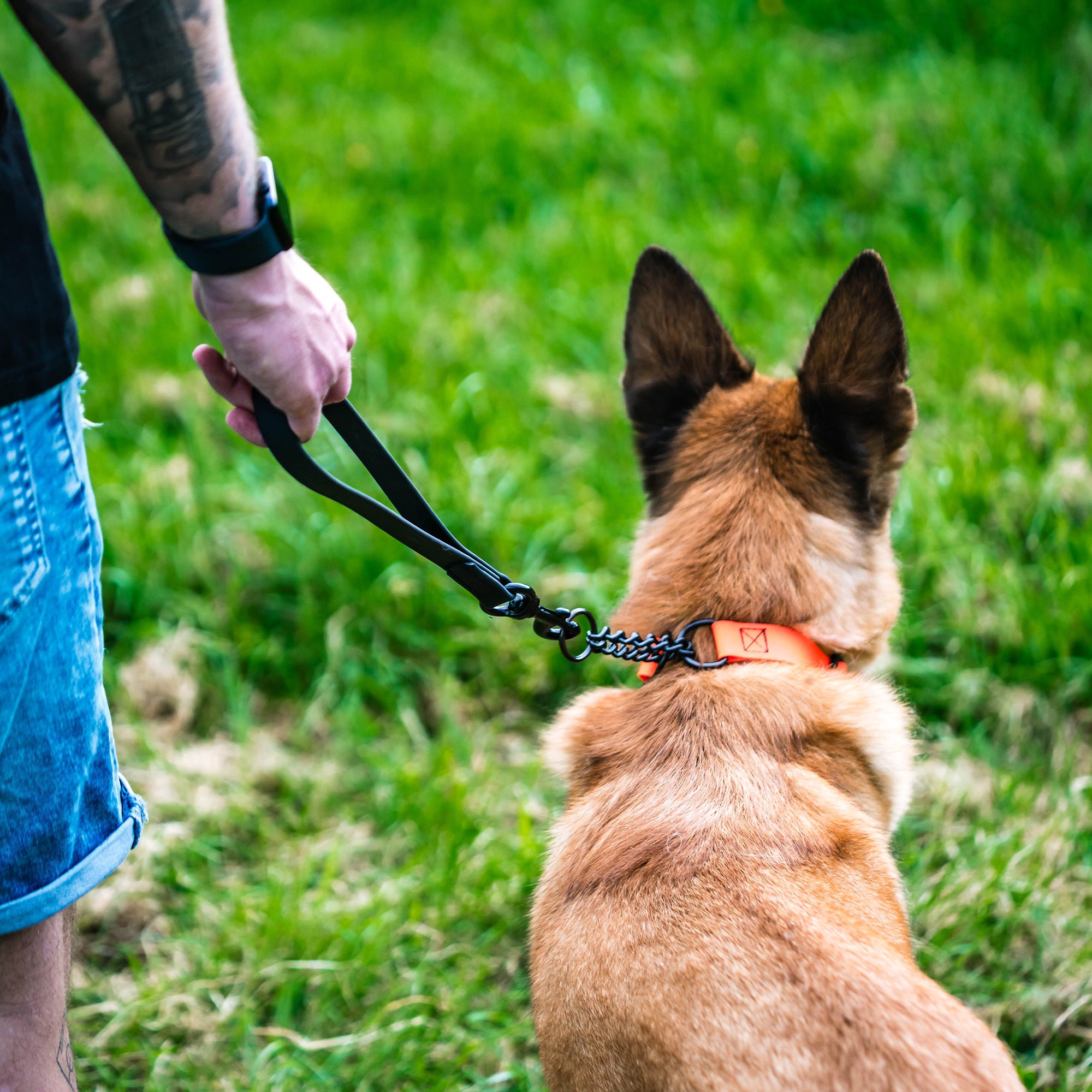 Hund mit orangenen Biothane Halsband und schwarzen Biothane Kurzführer