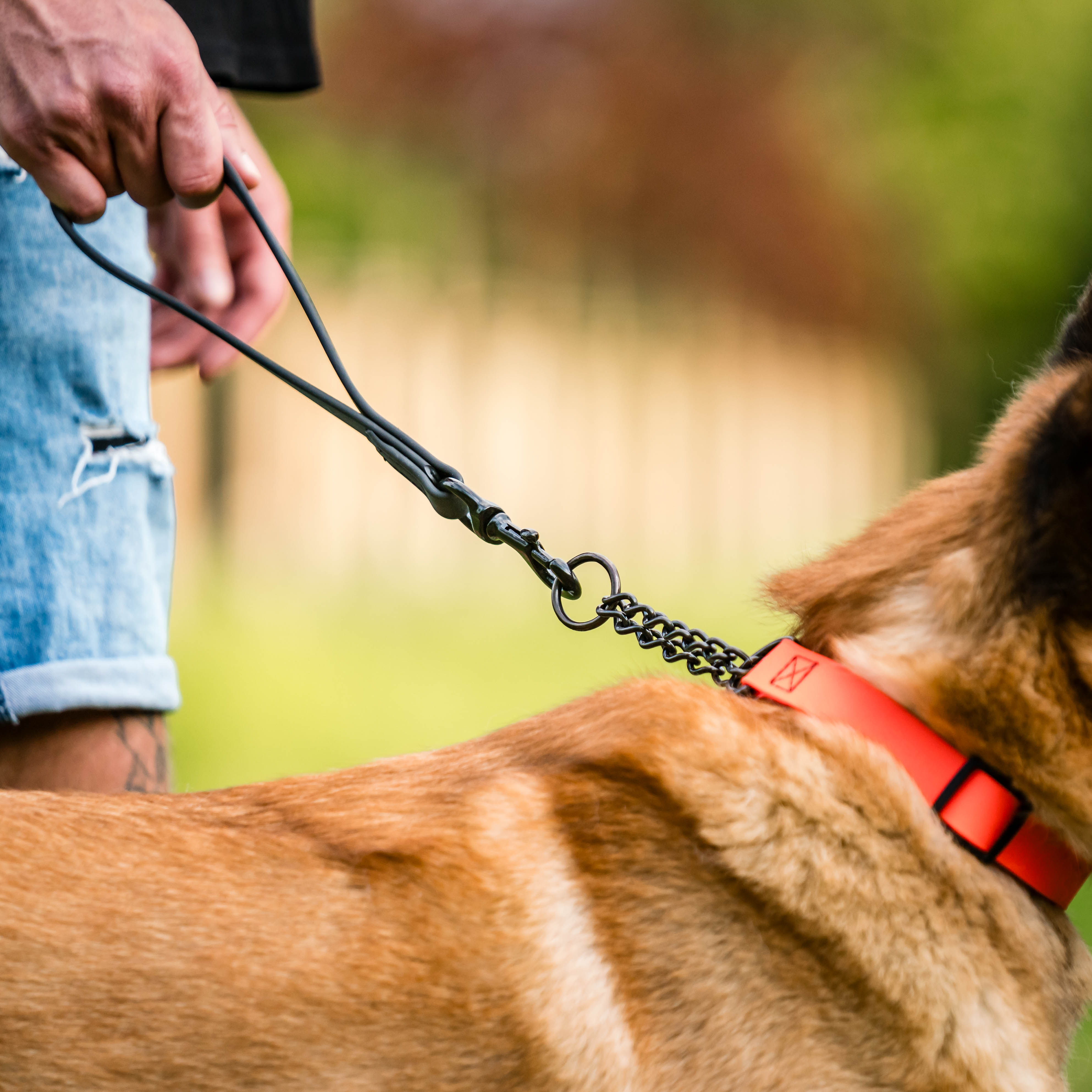 Hund mit ornagenen Biothane Halsband und schwarzen Biothane Kurzführer