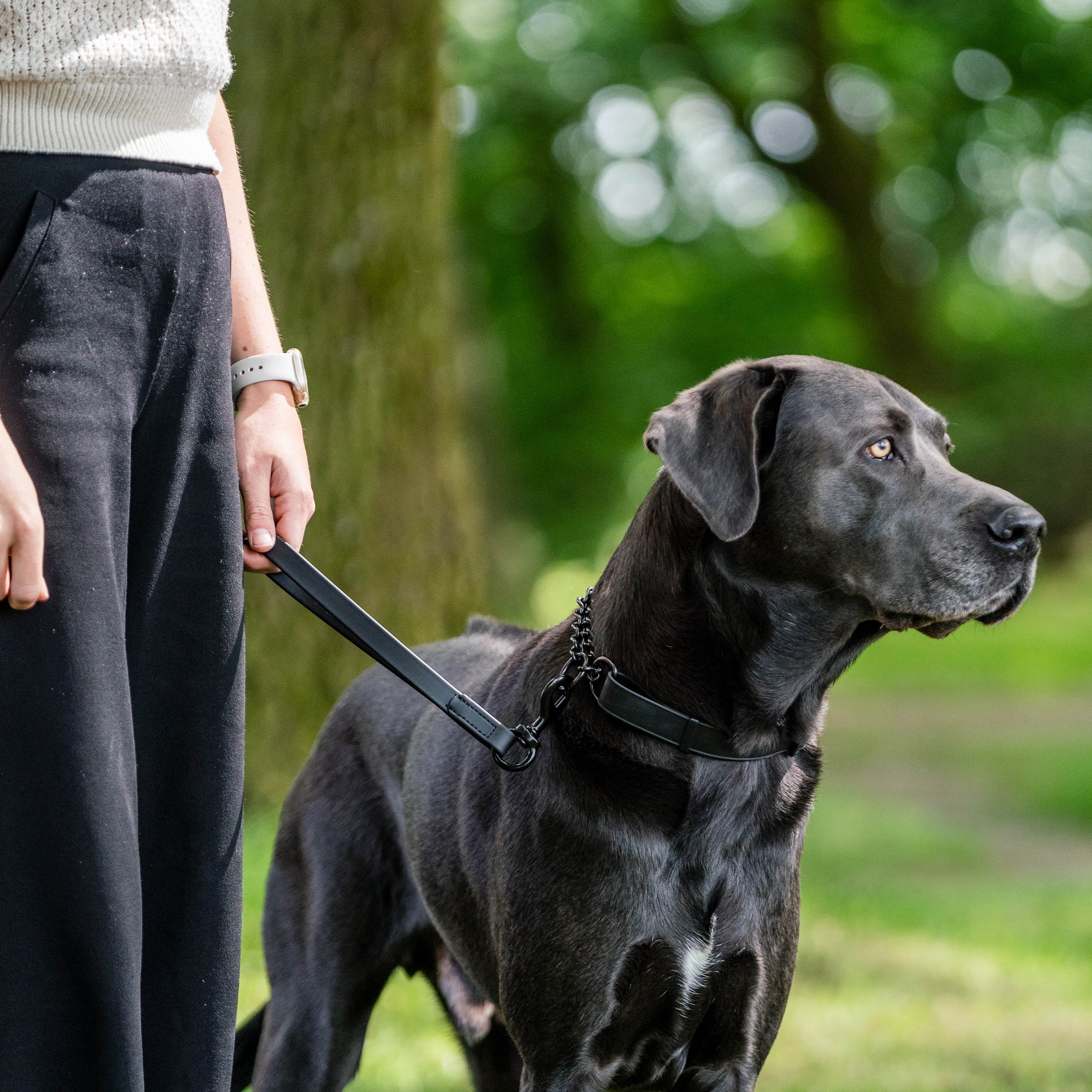 schwarzer Hund mit schwarzen Biothane Halsband und schwarzen Biothane Kurzführer