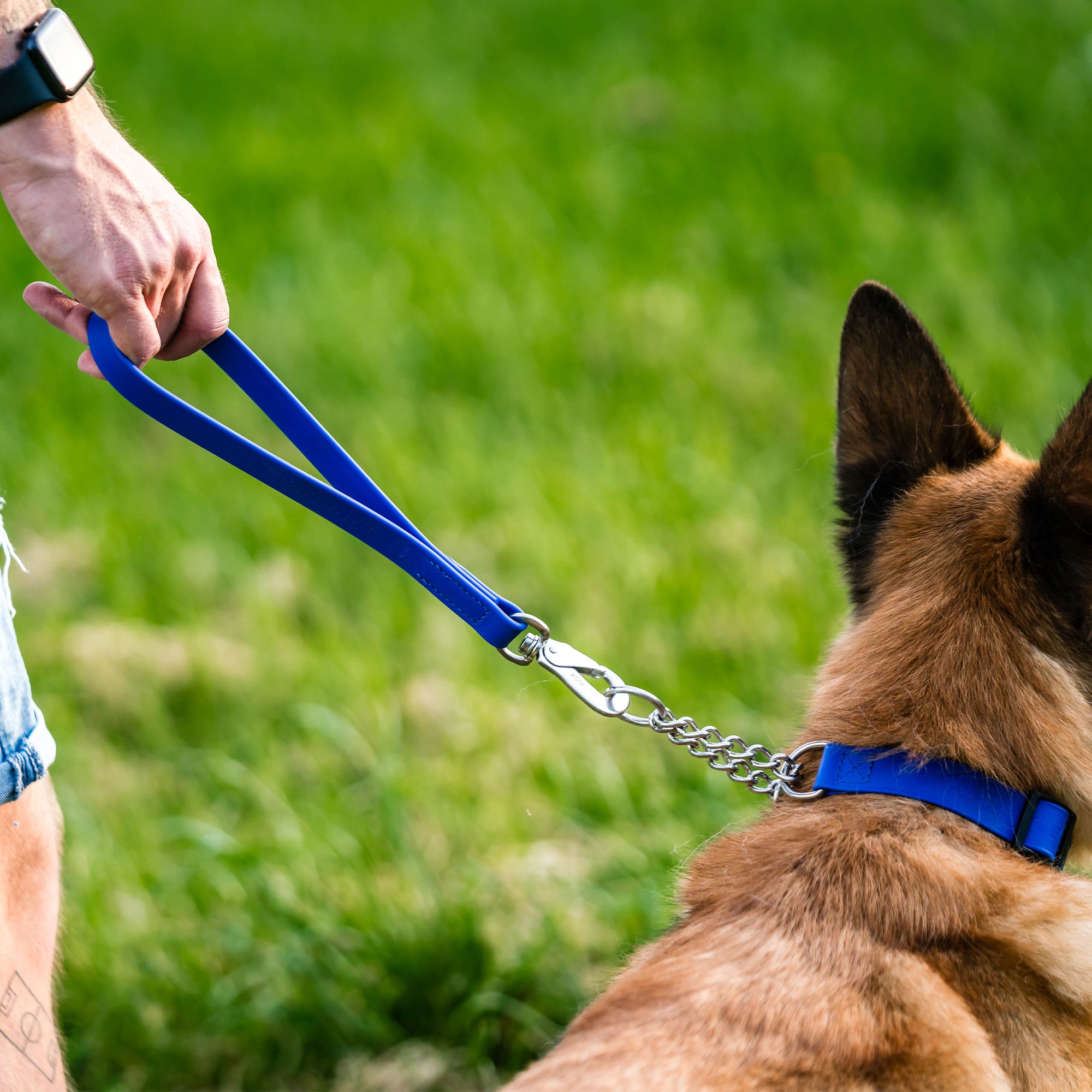 Hund mit blauen Biothane Halsband und blauen Biothane Kurzführer