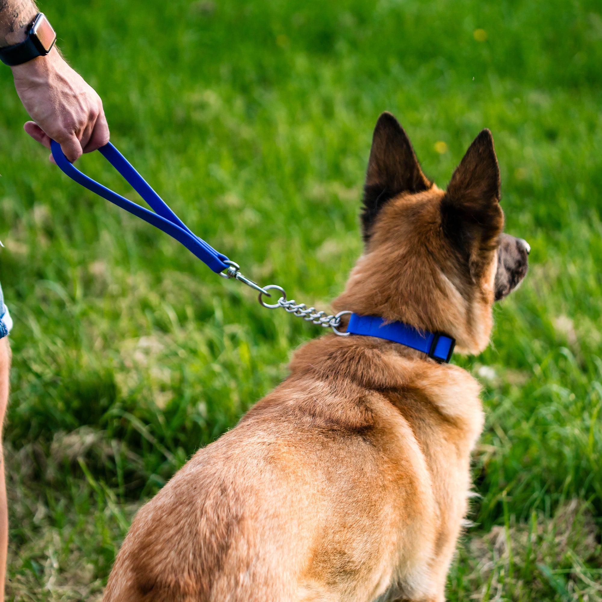 Hund mit blauen Biothane Halsband und blauen Biothane Kurzführer