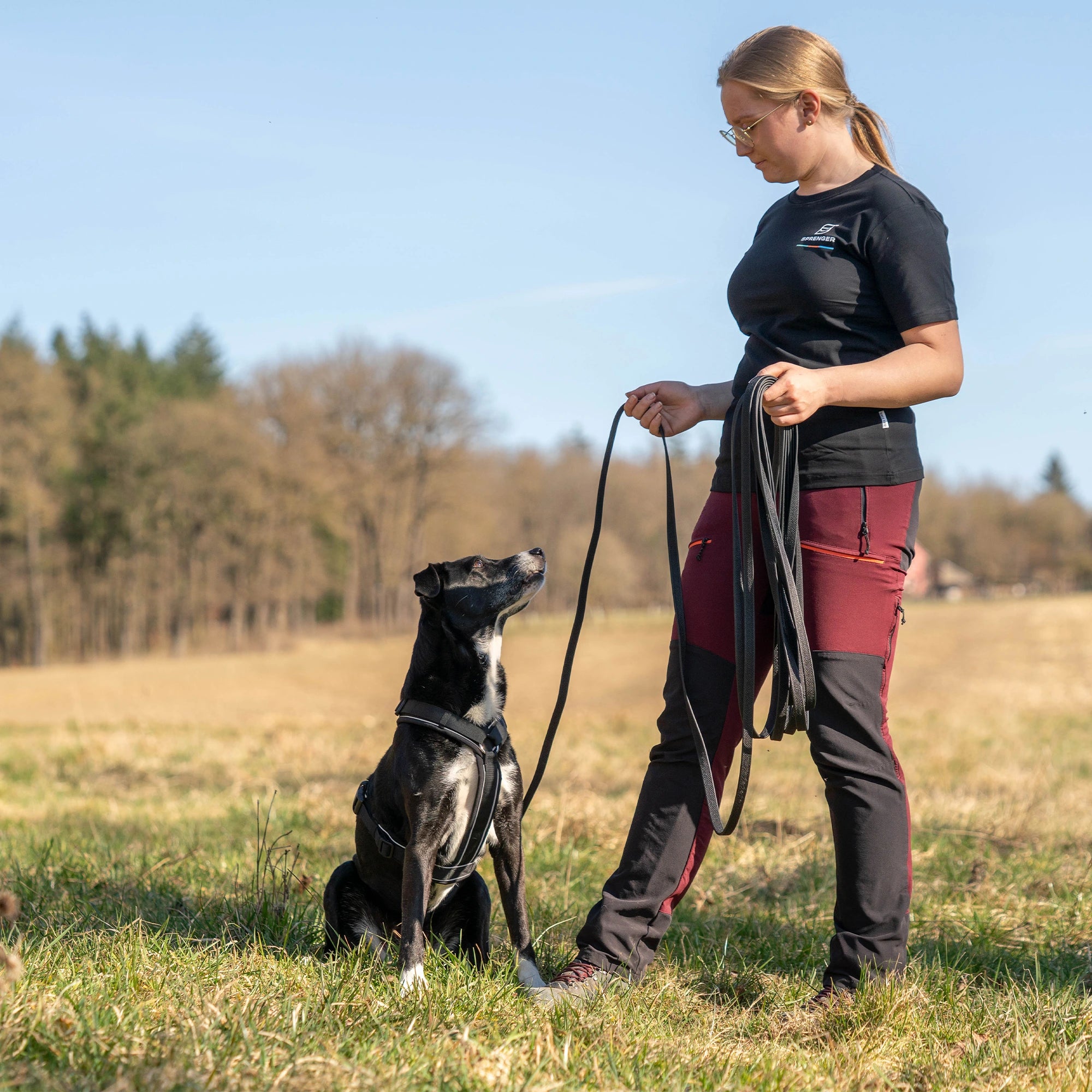 Hund mit schwarzen Y-Geschirr und schwarzer Schleppleine auf der Wiese