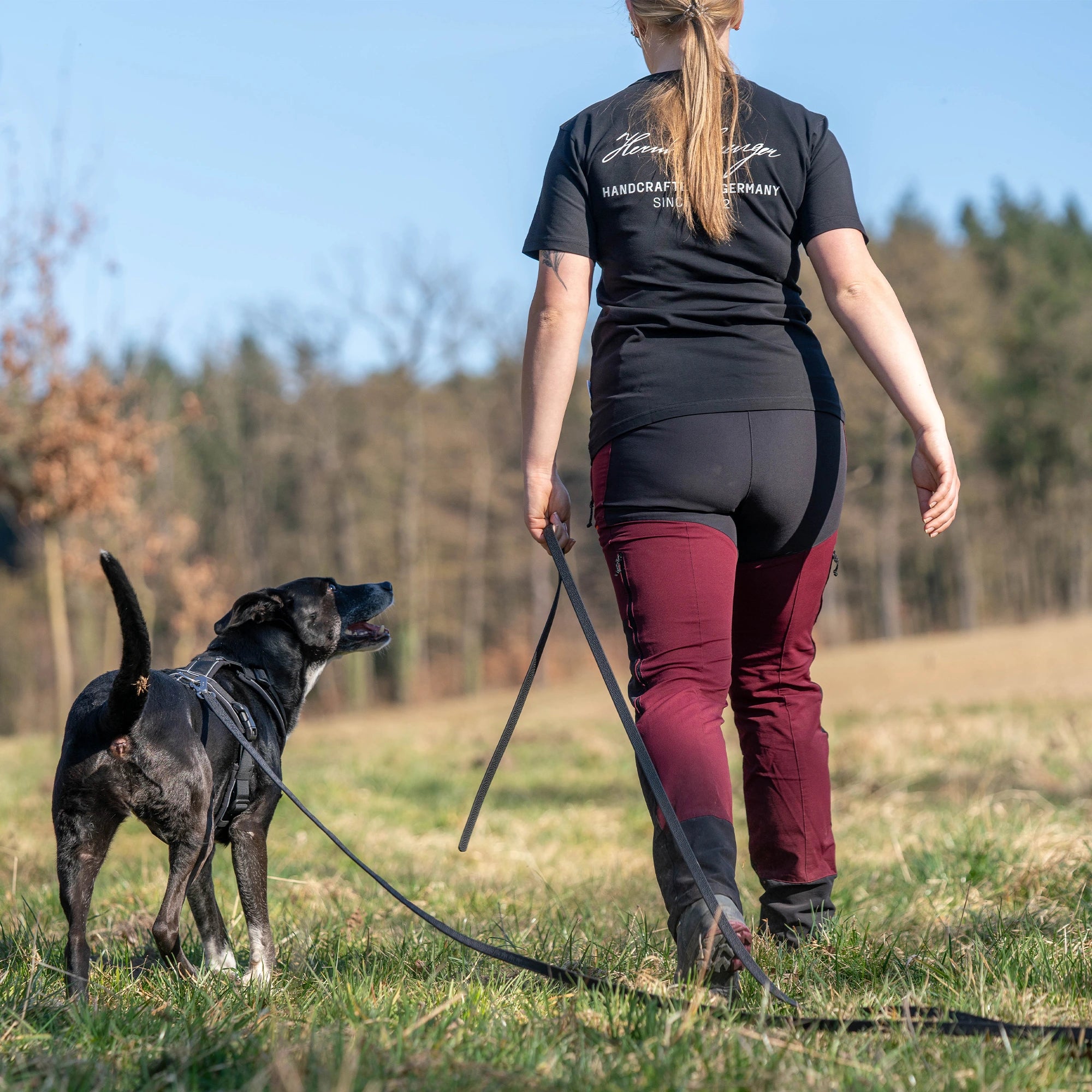 Hund mit schwarzen Y-Geschirr und schwarzer Schleppleine beim Spaziergang durch eine Wiese