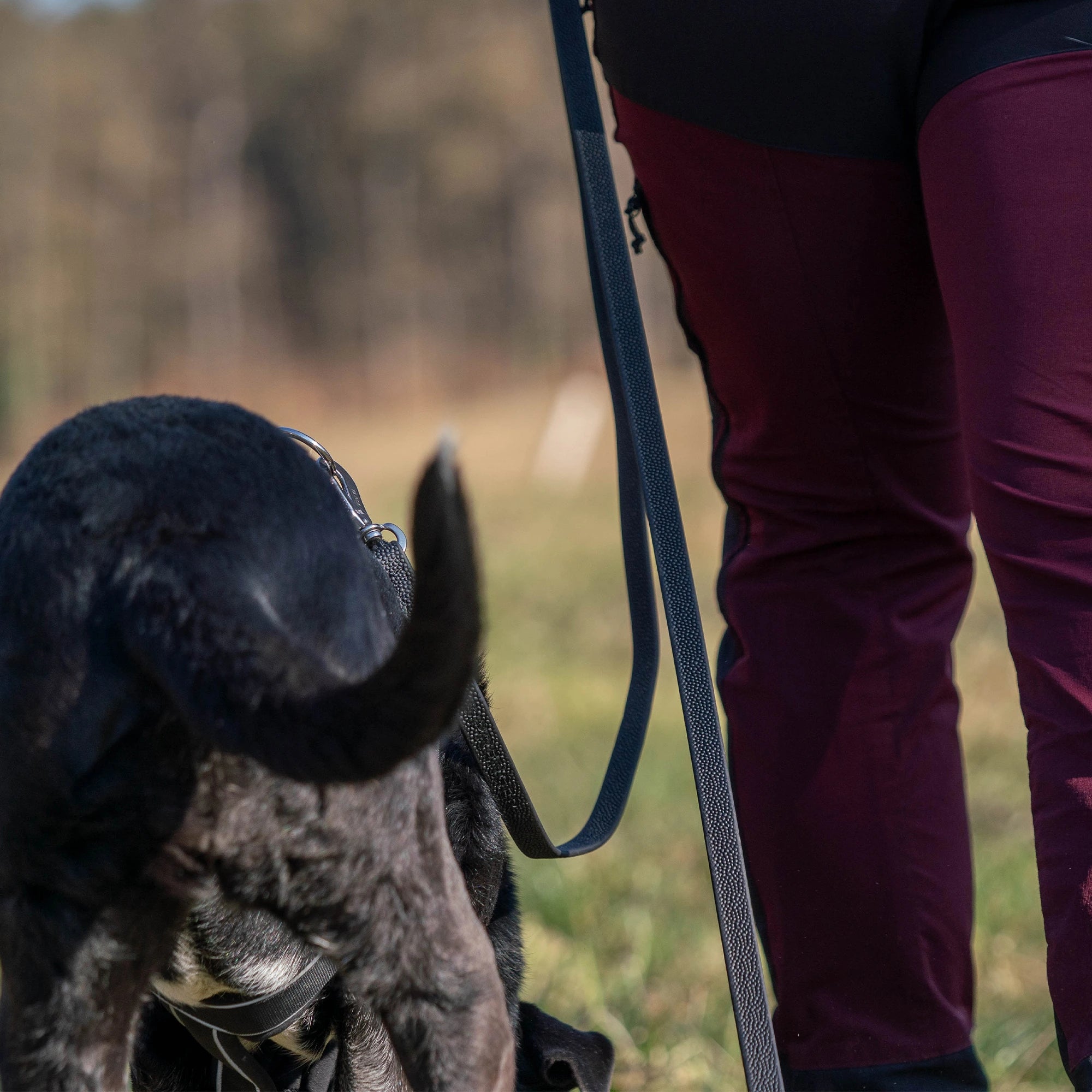 schwarze Footballgrip Biothane Hundeleine am Y-Geschirr des Hundes
