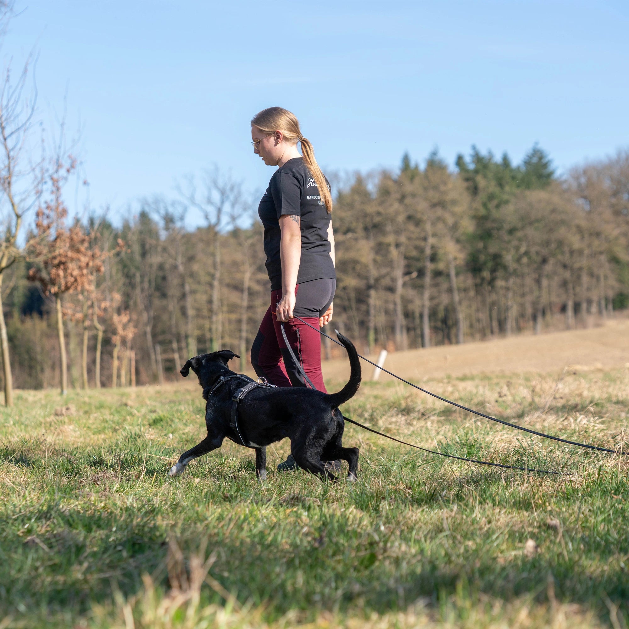 schwarzer Hund mit schwarzen Y-Geschirr und schwarzer Leine beim spazieren gehen durch die Wiese