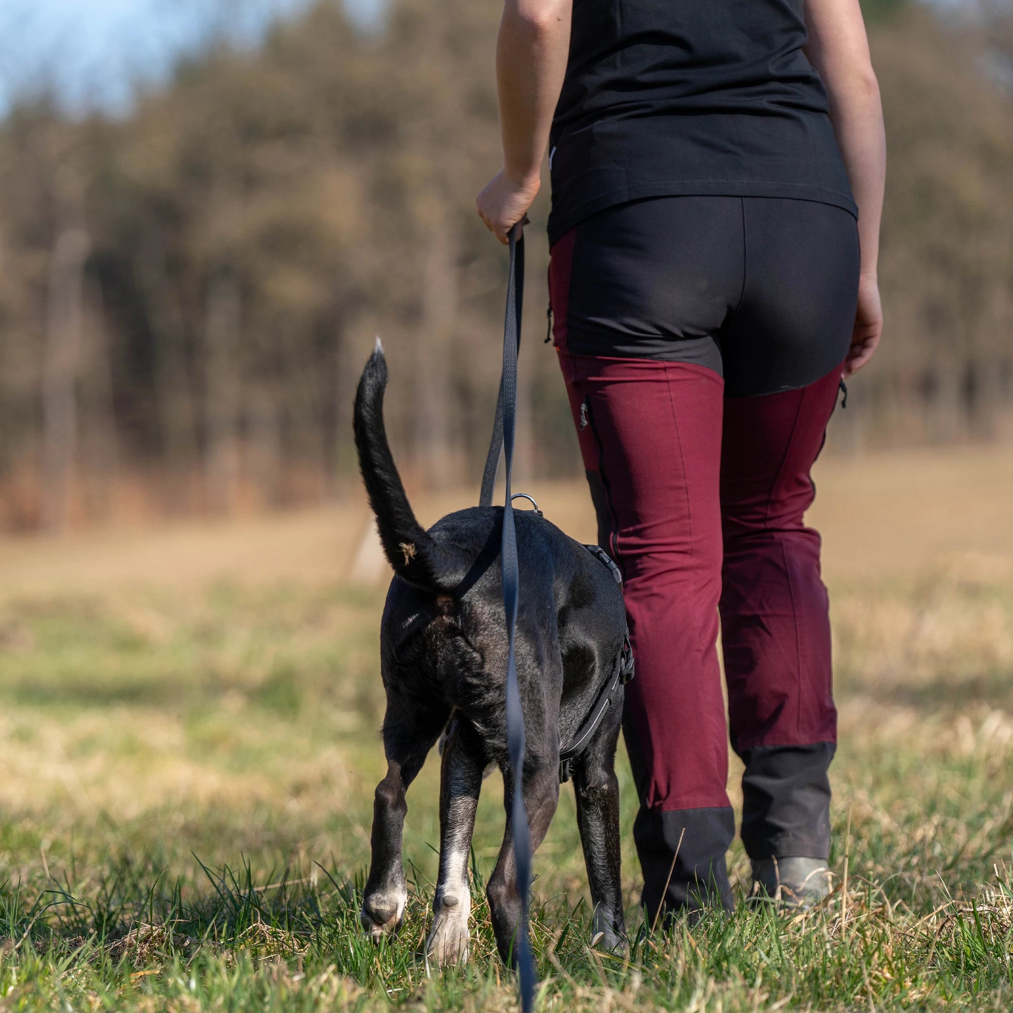 Hund an schwarzer Footballgrip Biothane Hundeleine auf der WIese