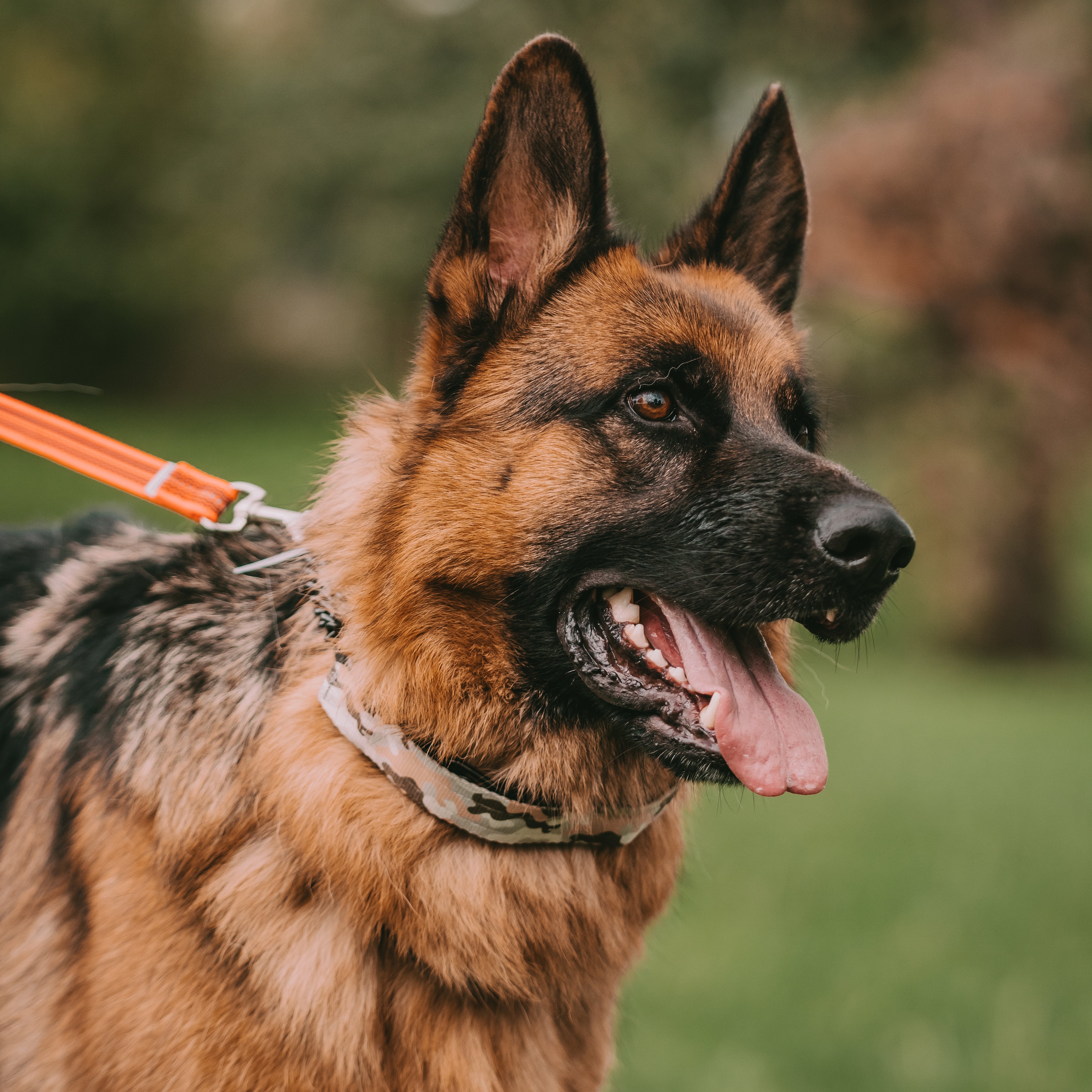 Hund mit schwarzer Dressurhalskette in Camouflage Verkleidung