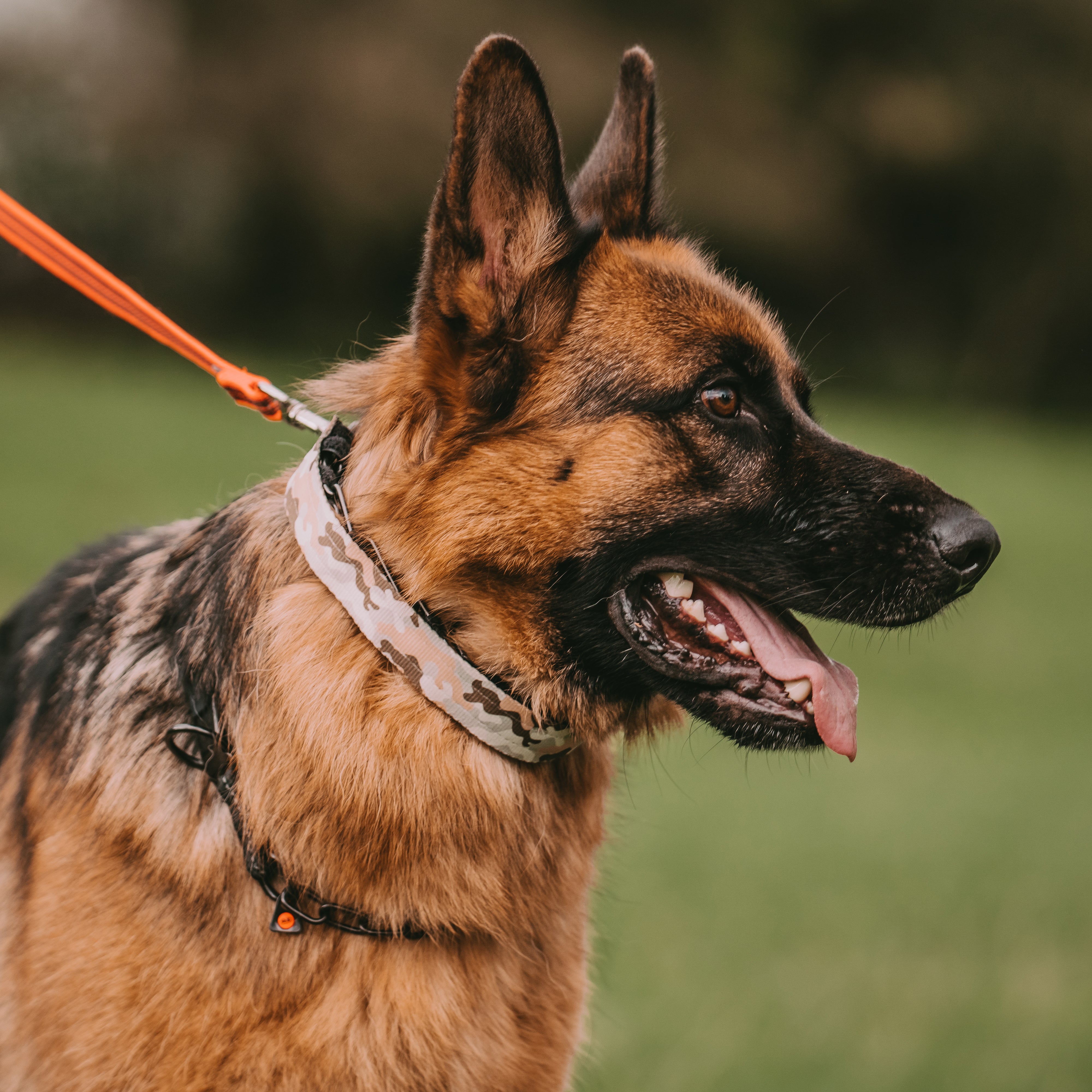Hund mit schwarzer Dressurhalskette in Camouflage Verkelidung